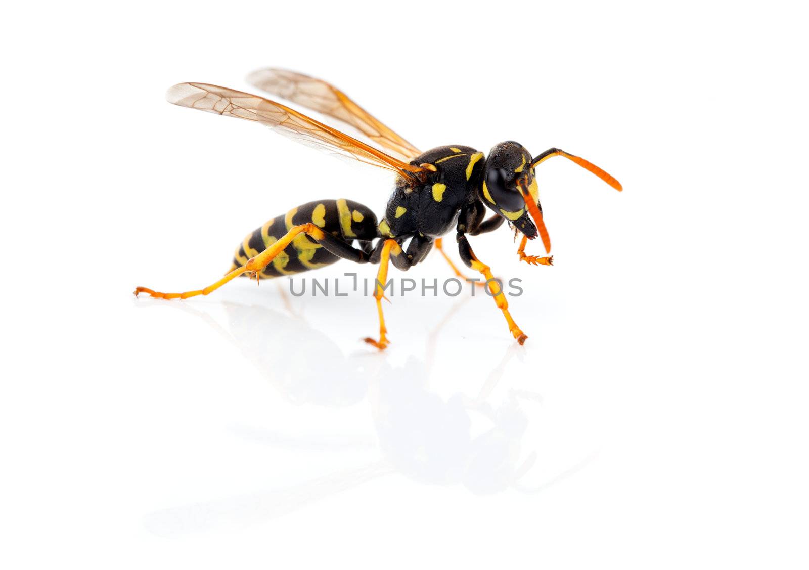 wasp isolated on white background
