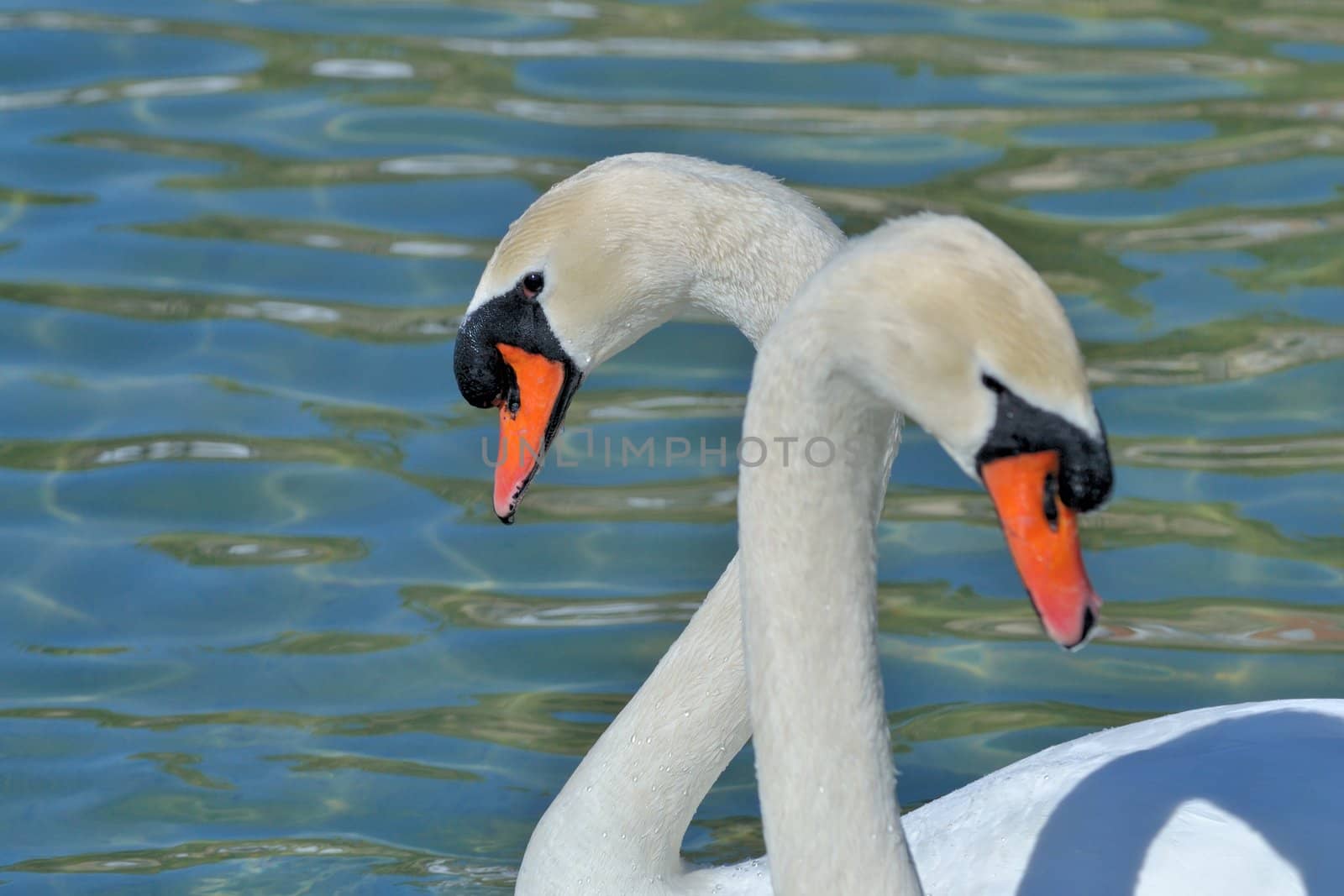 wild swan on the pond in the park in malaga