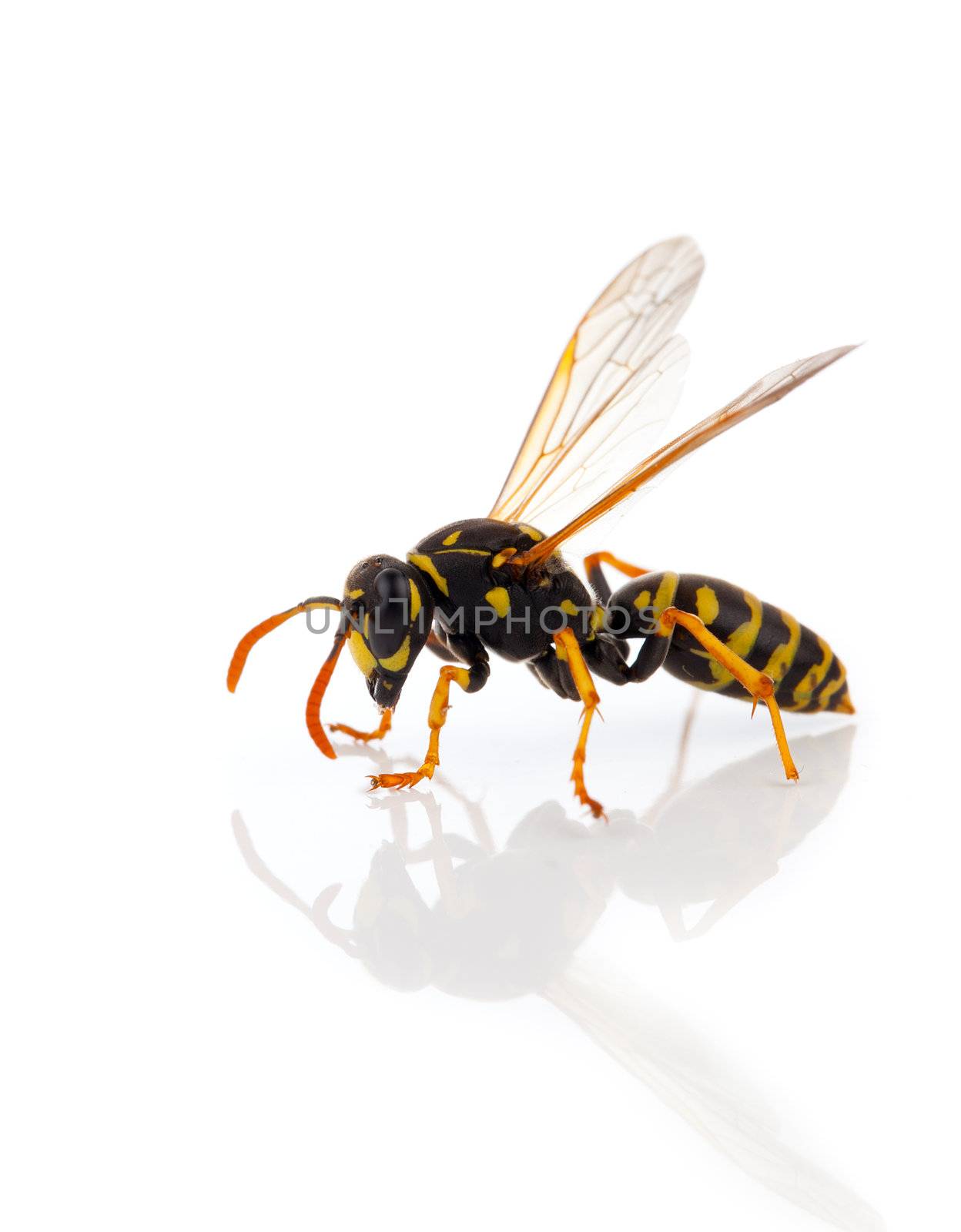 wasp isolated on white background