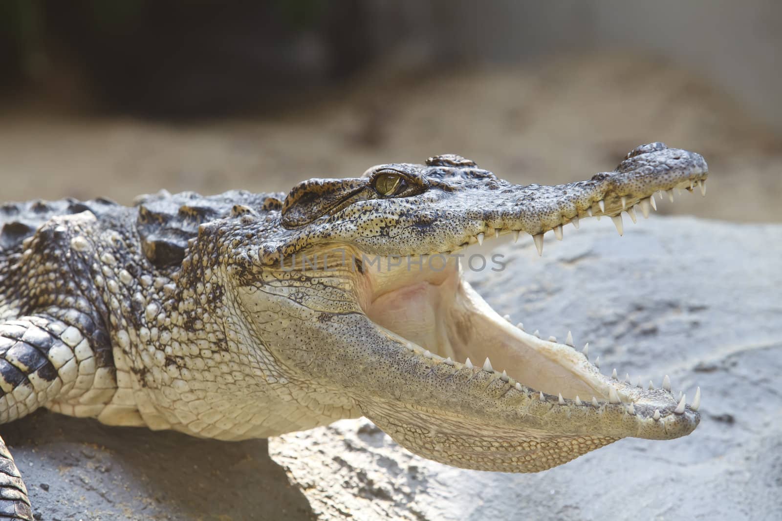 Dangerous crocodile with open mouth