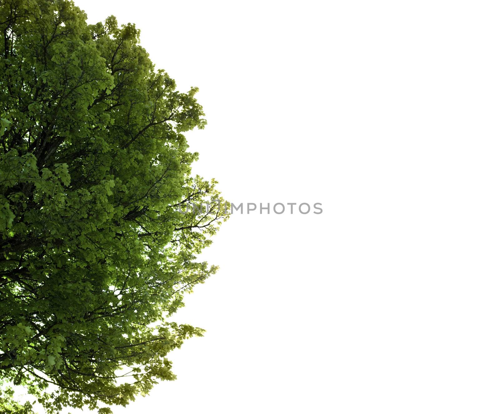 lush maple tree growing in the wild in glenough county tipperary ireland with copy space
