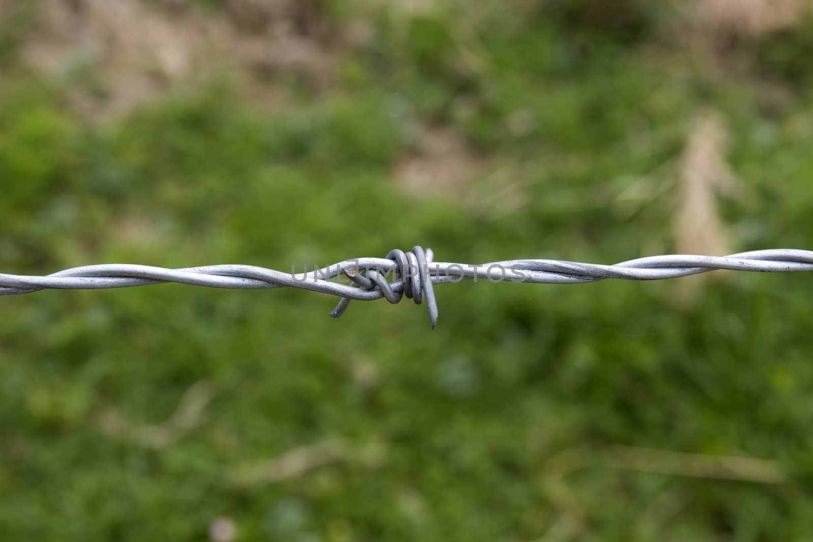 single barb on a barbed wire fence against a green background