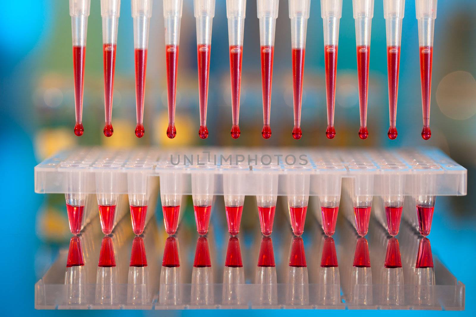 DNA analysis: loading reaction mixture into 96-well plate with multichannel pipette