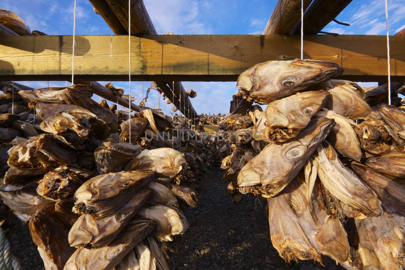 Traditional way of drying stock fish on Lofoten islands in Norway