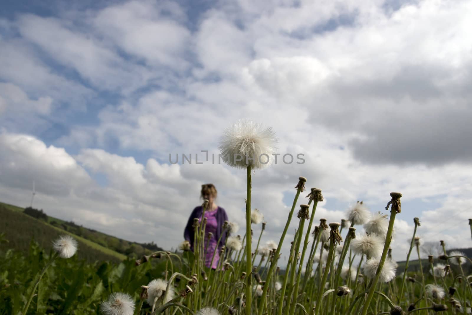 woman walking through wild dandelions by morrbyte