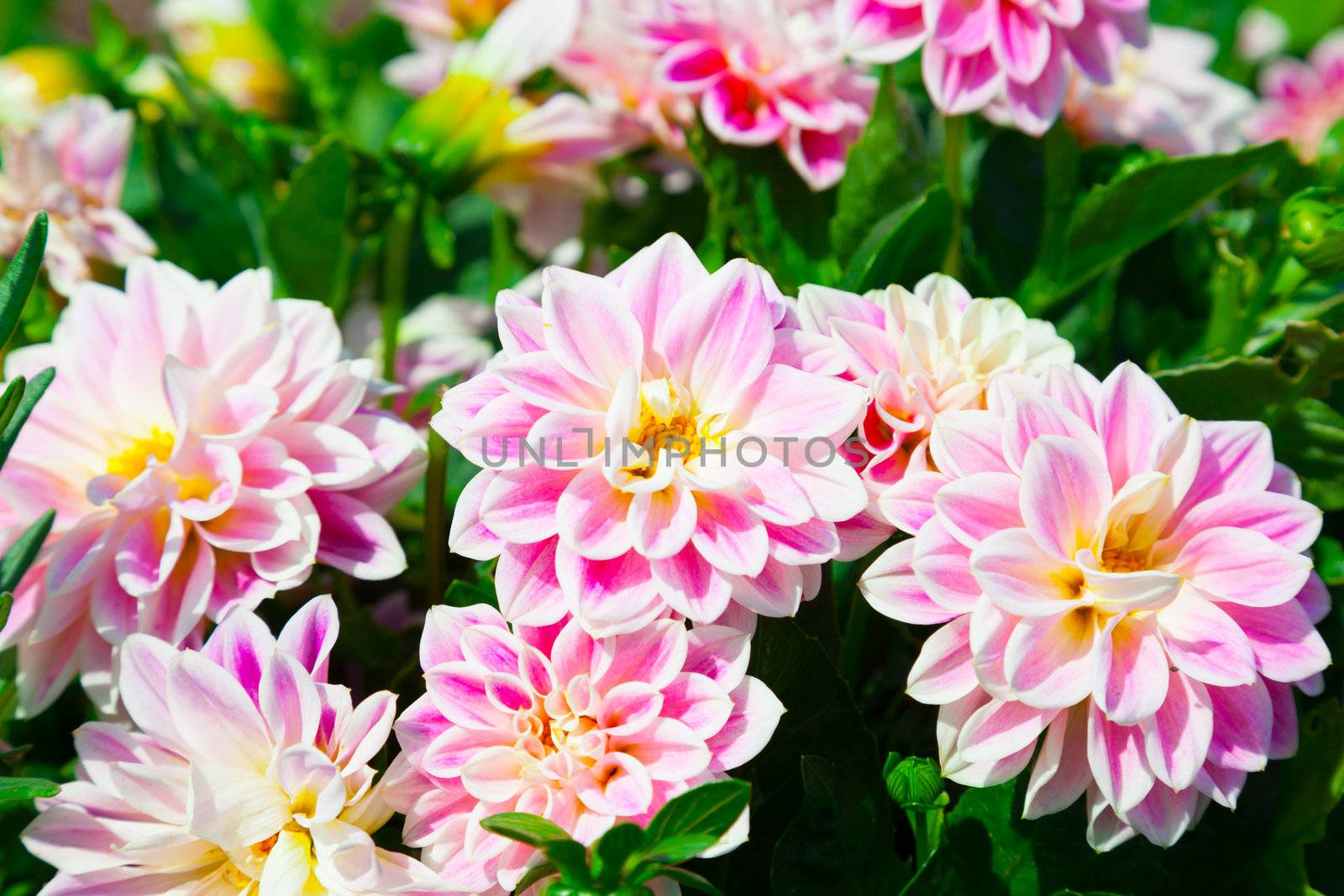 Pink dahlia with rain drops