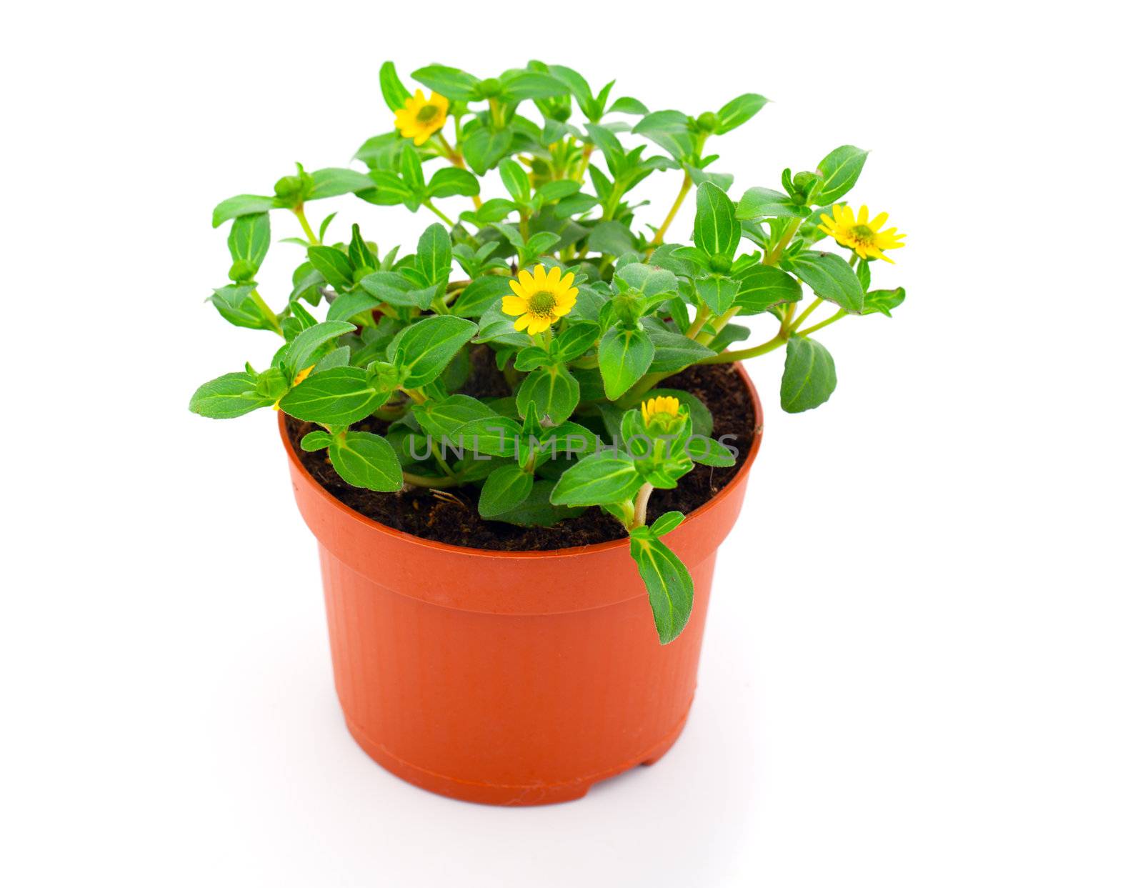 The creeping zinnias (genus Sanvitalia), family Asteraceae