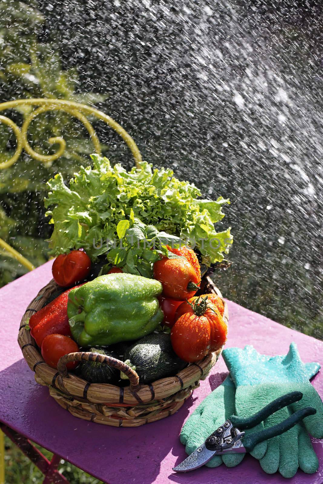 fresh vegetables on the table with water jet