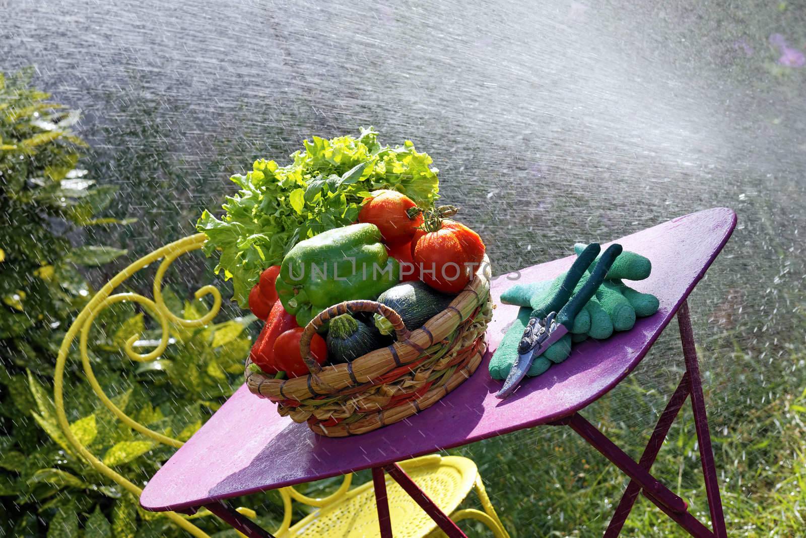 fresh vegetables on the table with water jet in garden