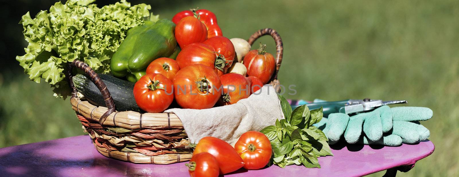 Different fresh vegetables on table in garden, panoramic view