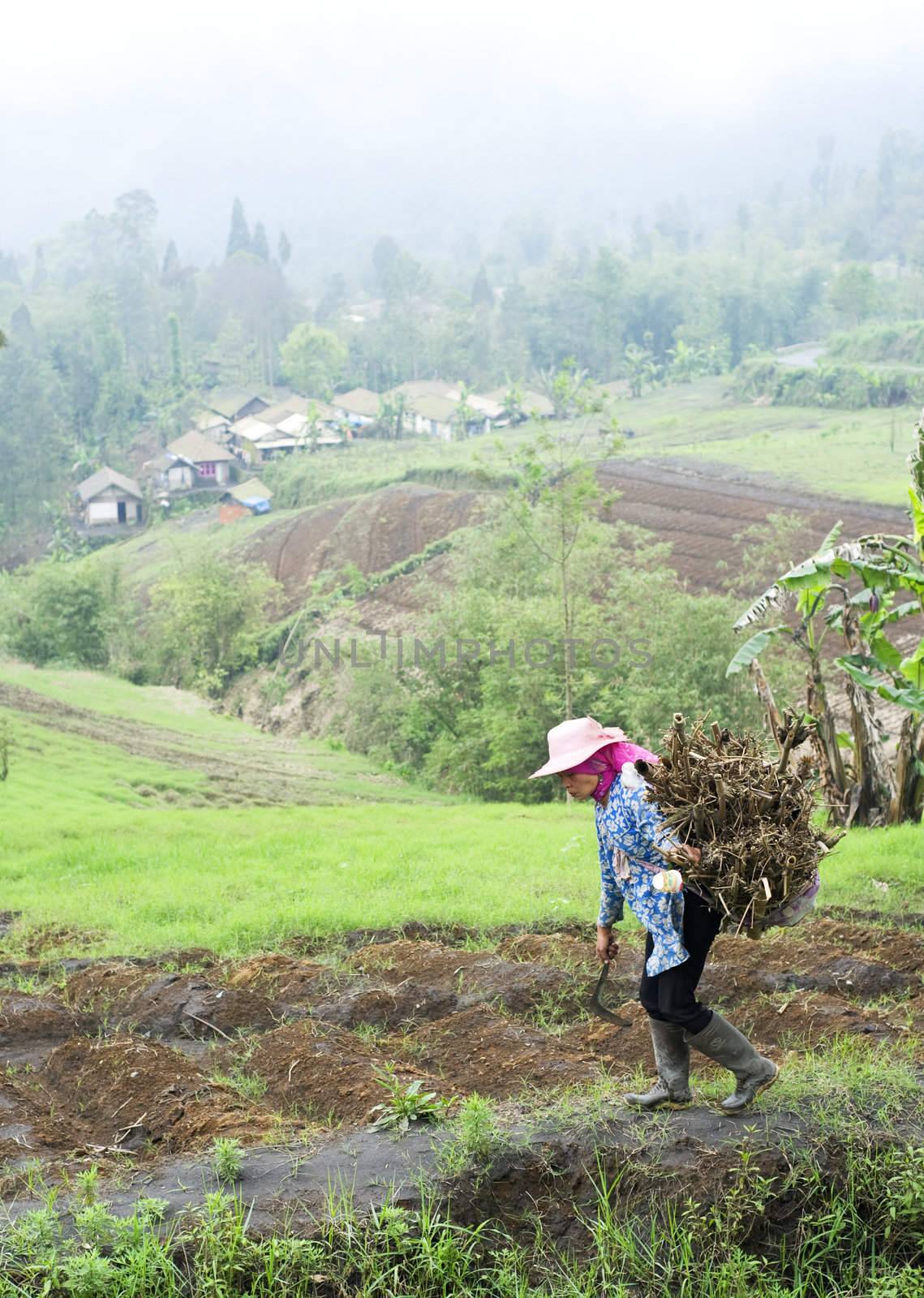 Sukapura, Indonesia - April 24, 2011: Indonesian woman carrying firewood on the way to her home