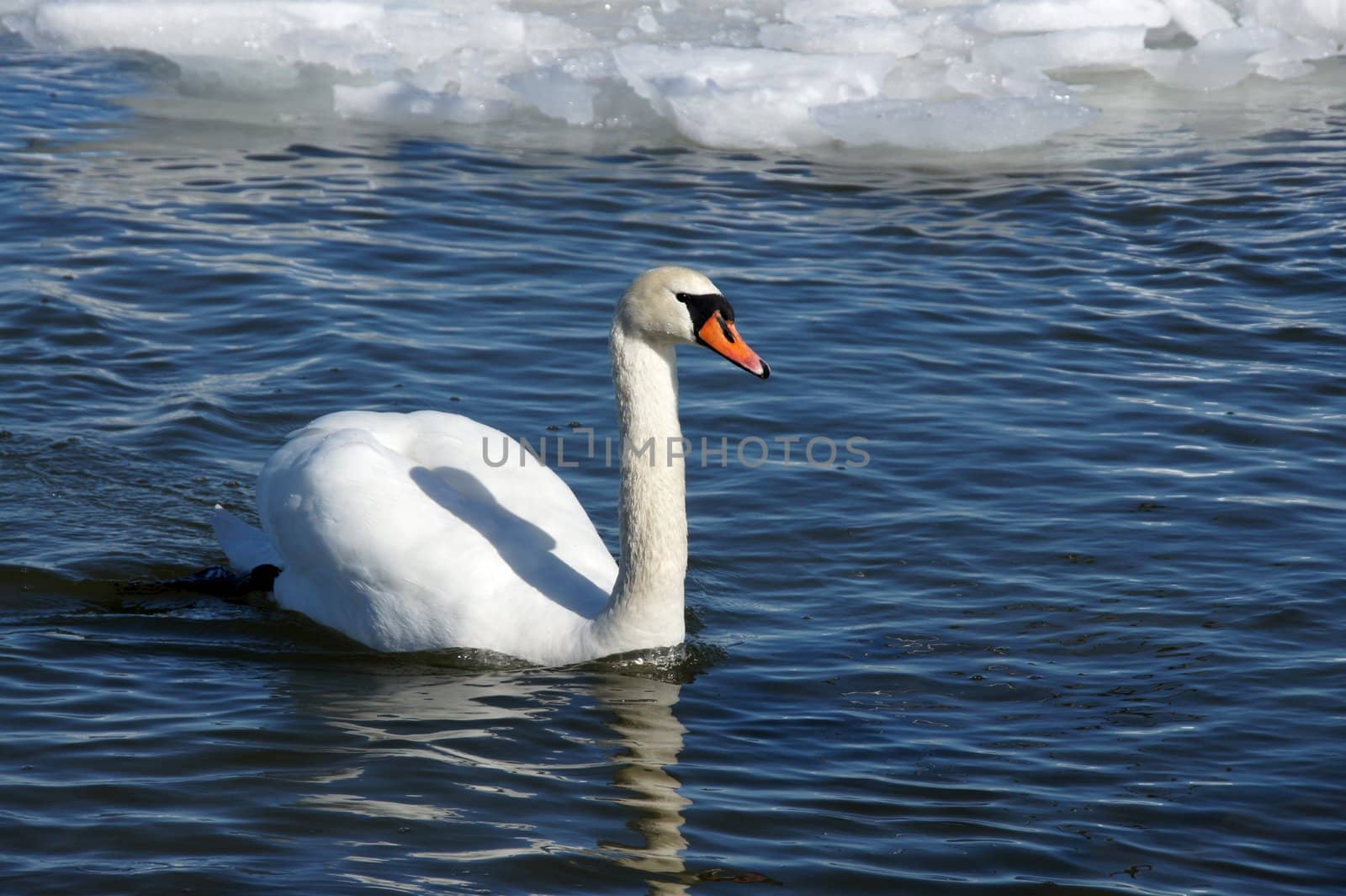 White swan  by andrei_kolyvanov