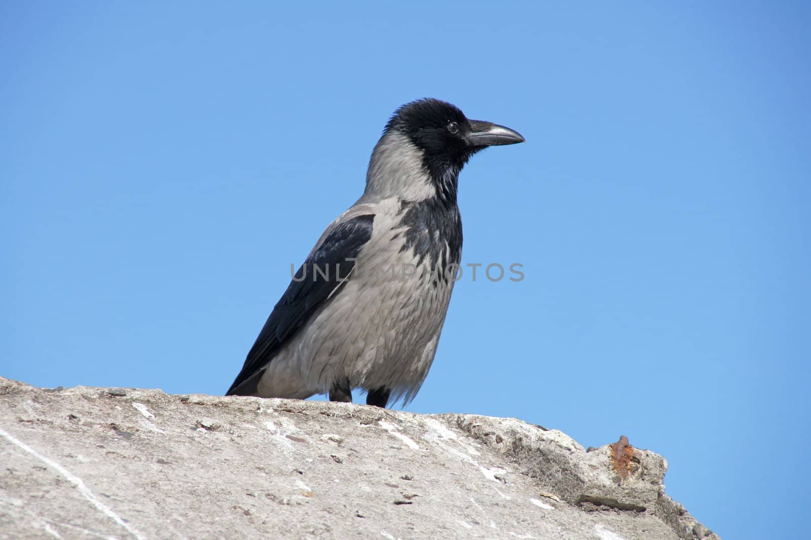 Raven is on a stone