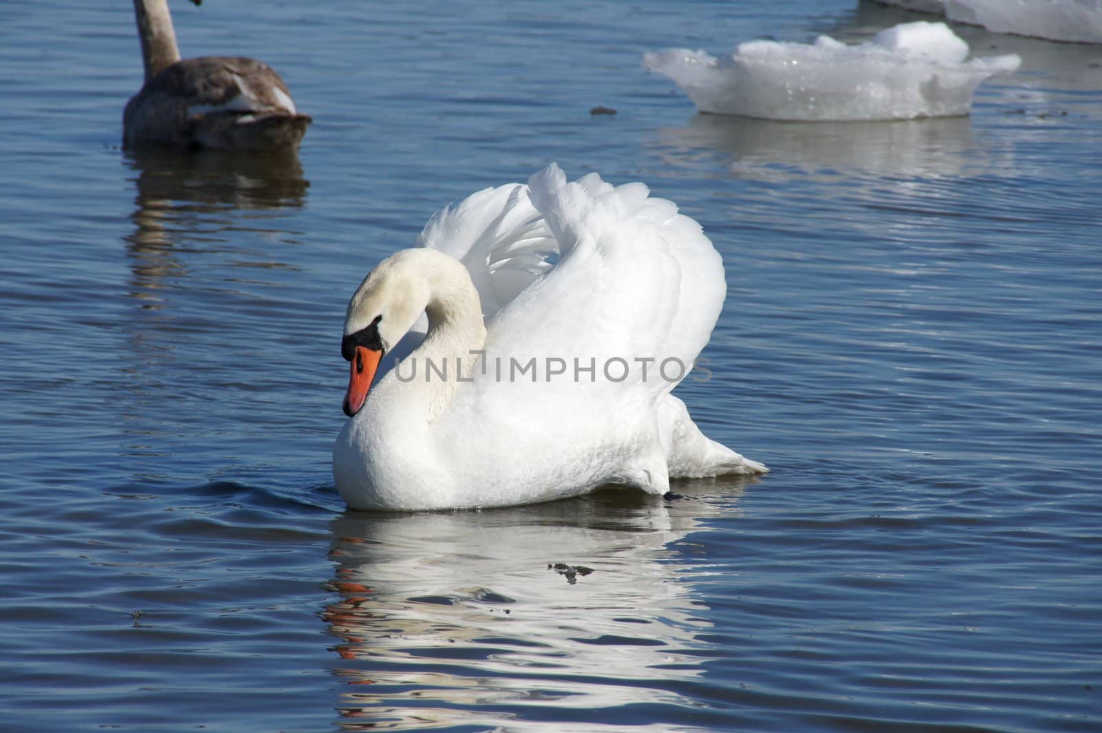 White swan on a background of blue water