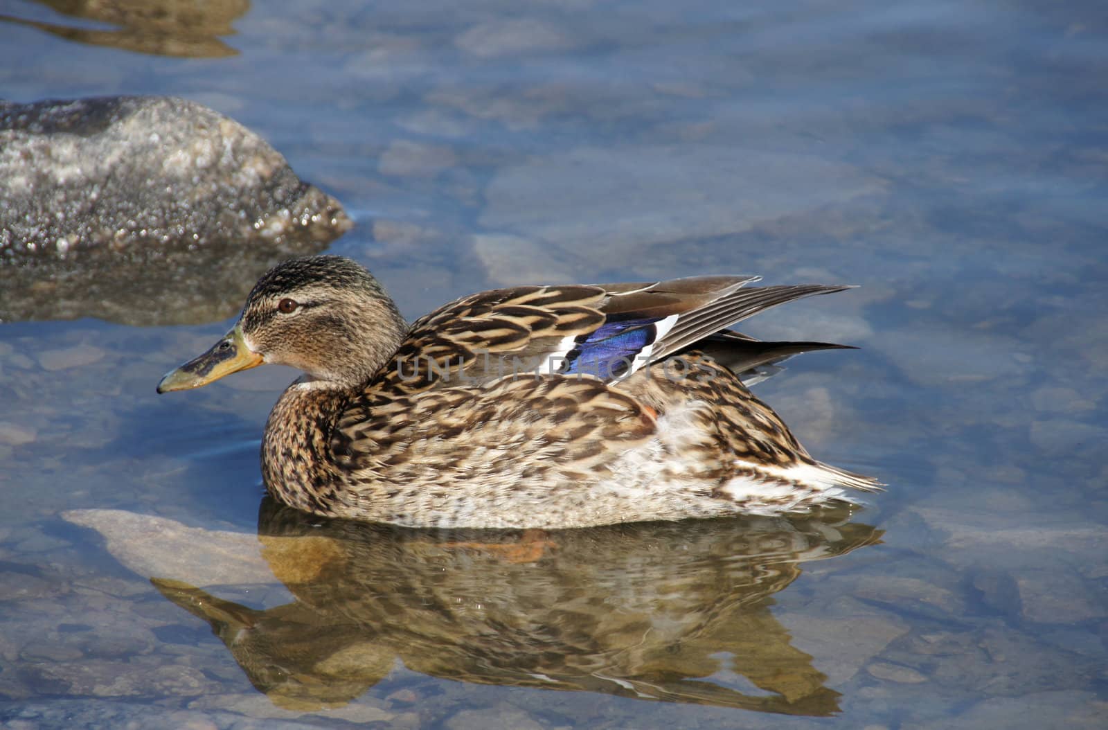 Duck on a background of a water