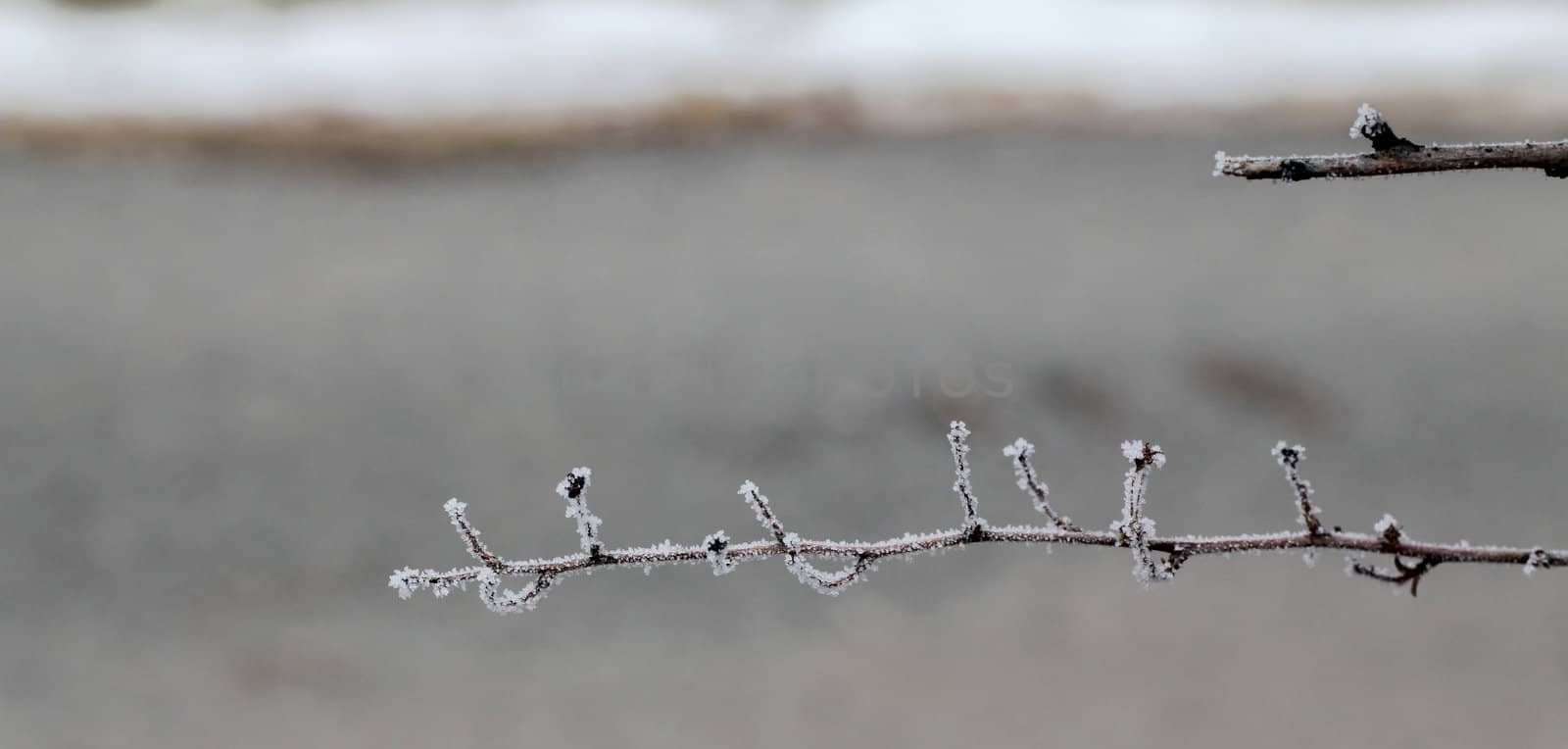 Winter twigs by vanell