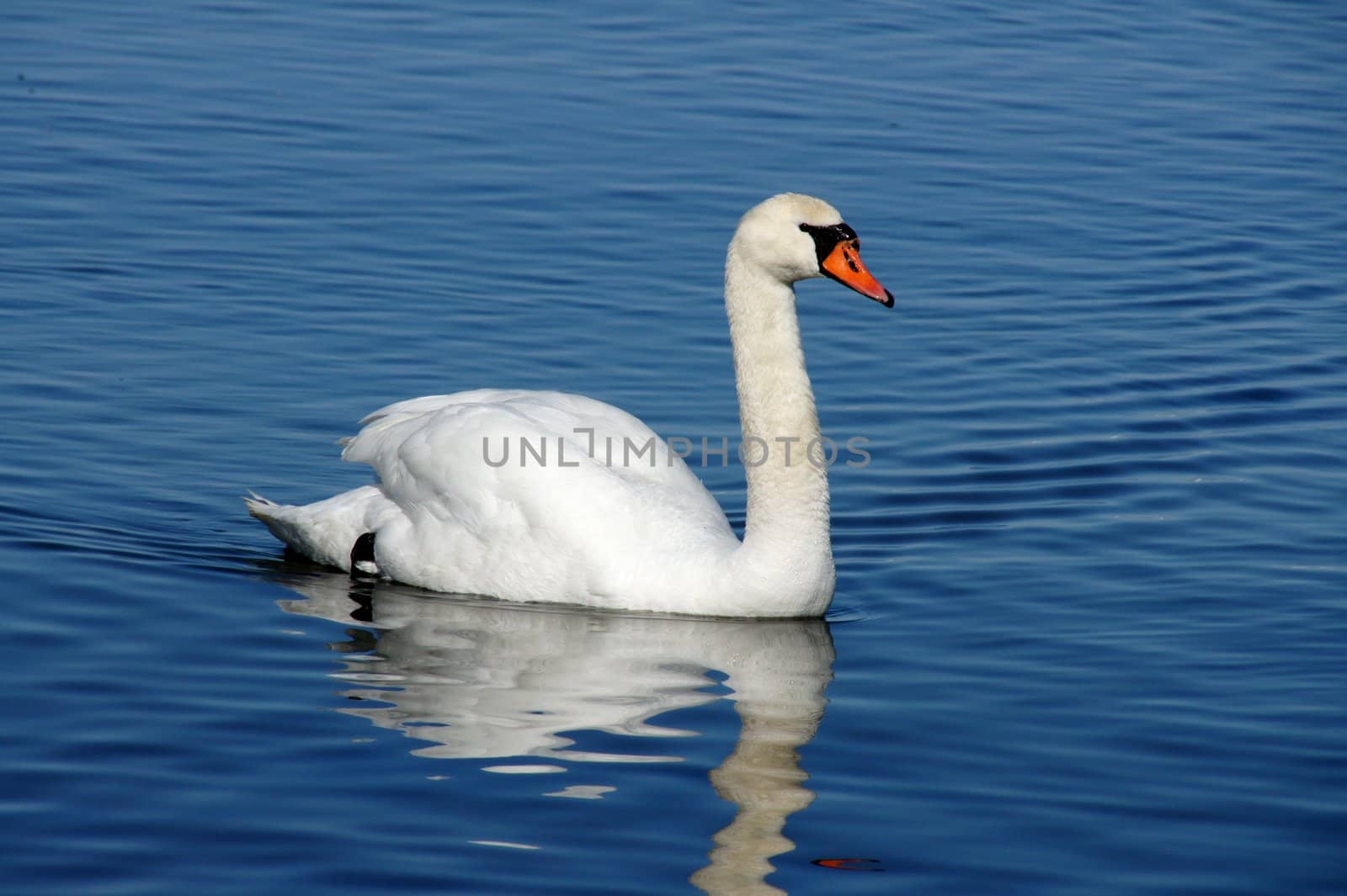 White swan on a background of  the sea