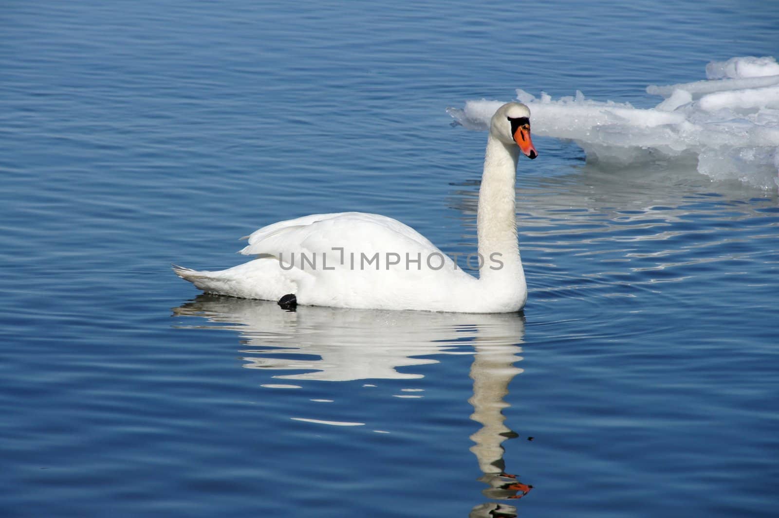 White swan by andrei_kolyvanov