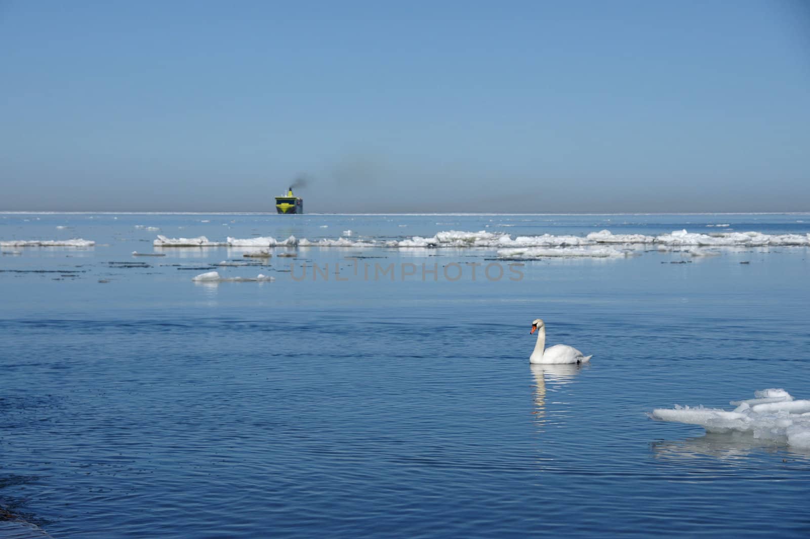 White swan on a background of the blue sky and the sea