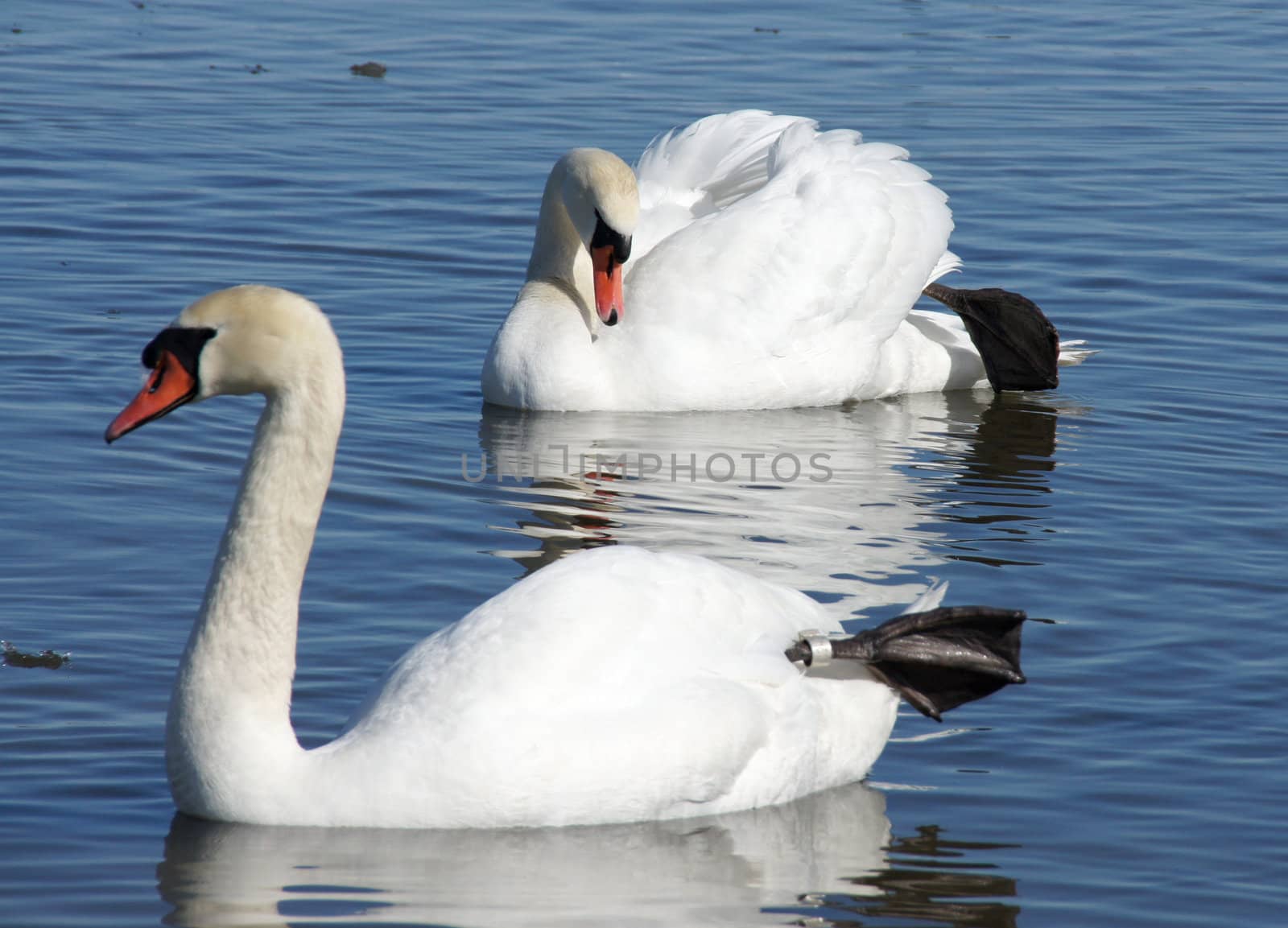 White swans on a background of water