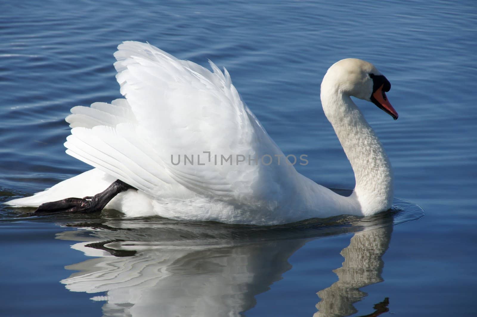 White swan close up