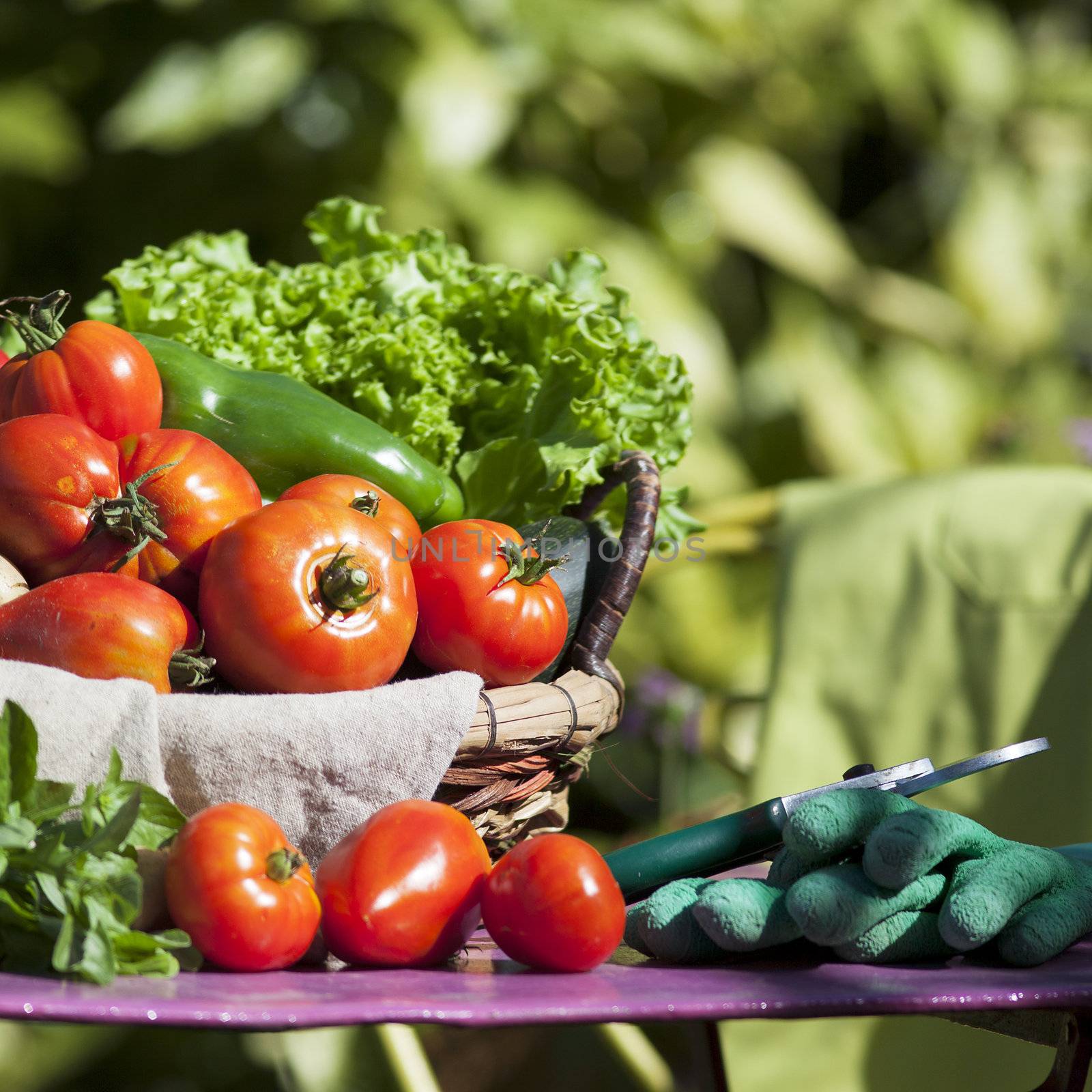 Different fresh vegetables and secateurs on table in garden