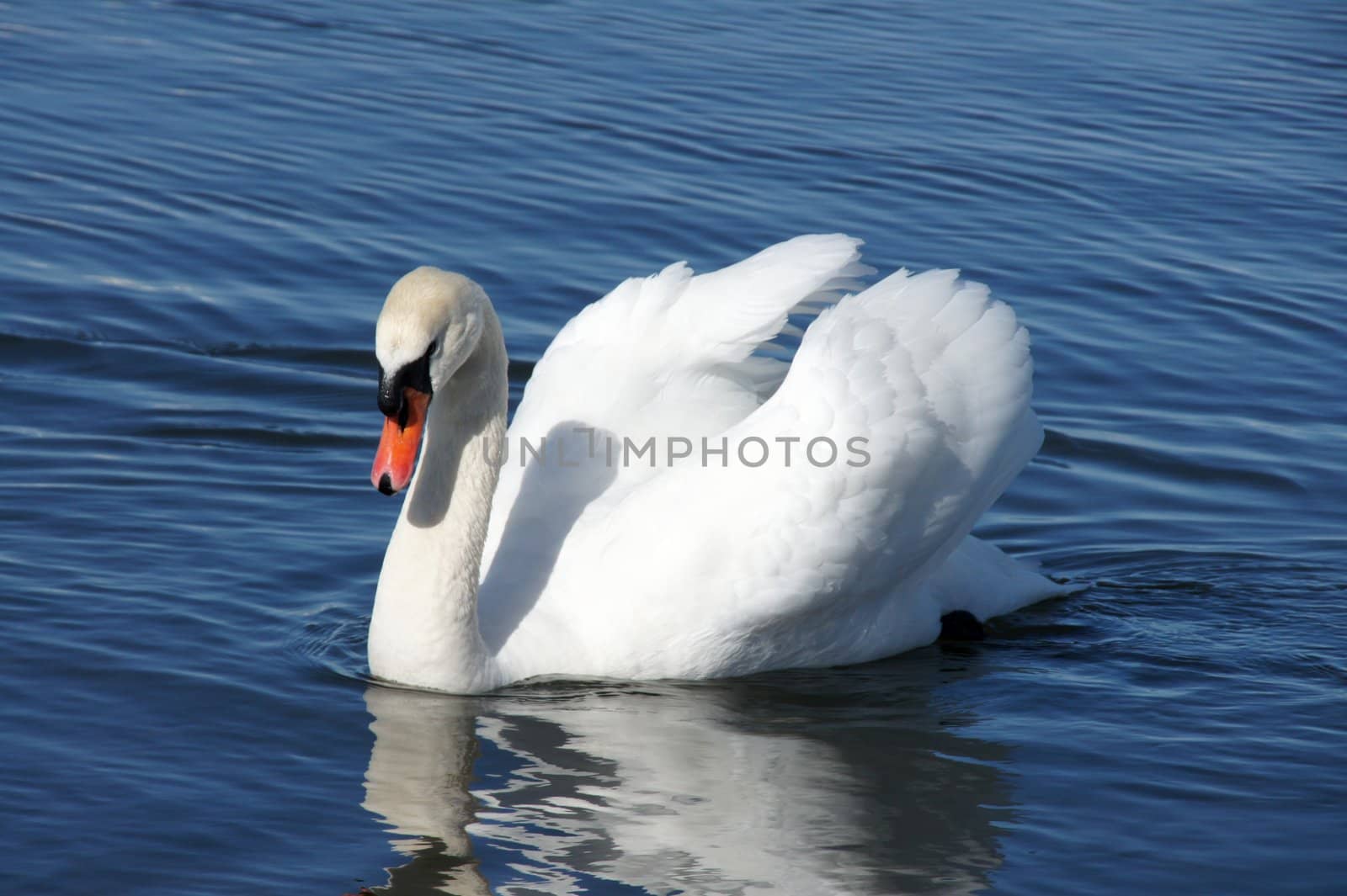 White swan on a background of blue water