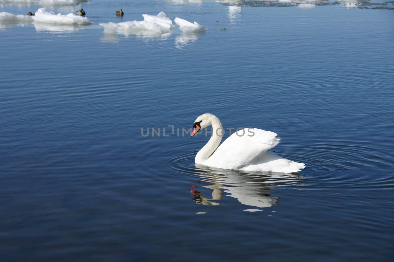 Swan on a background of an ice and water