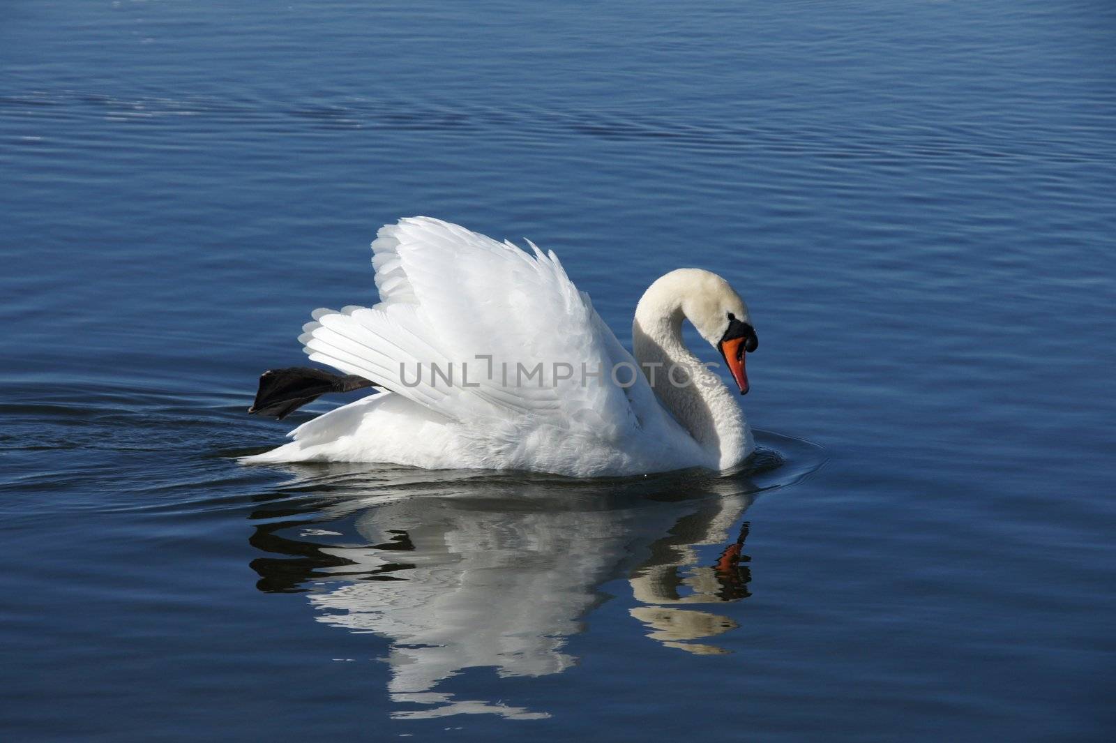 White swan on a background of blue water