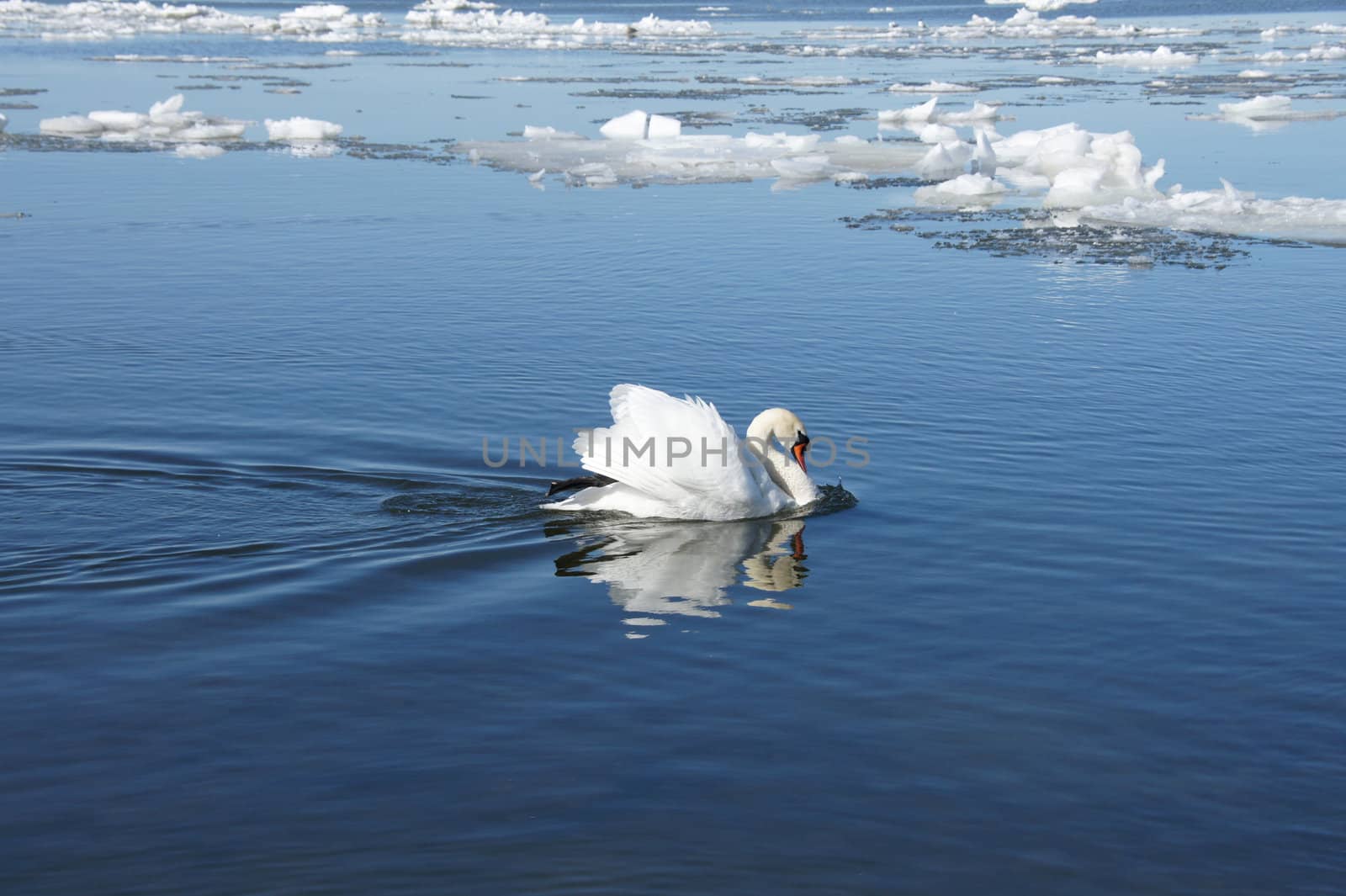 Swan on a background of an ice and water