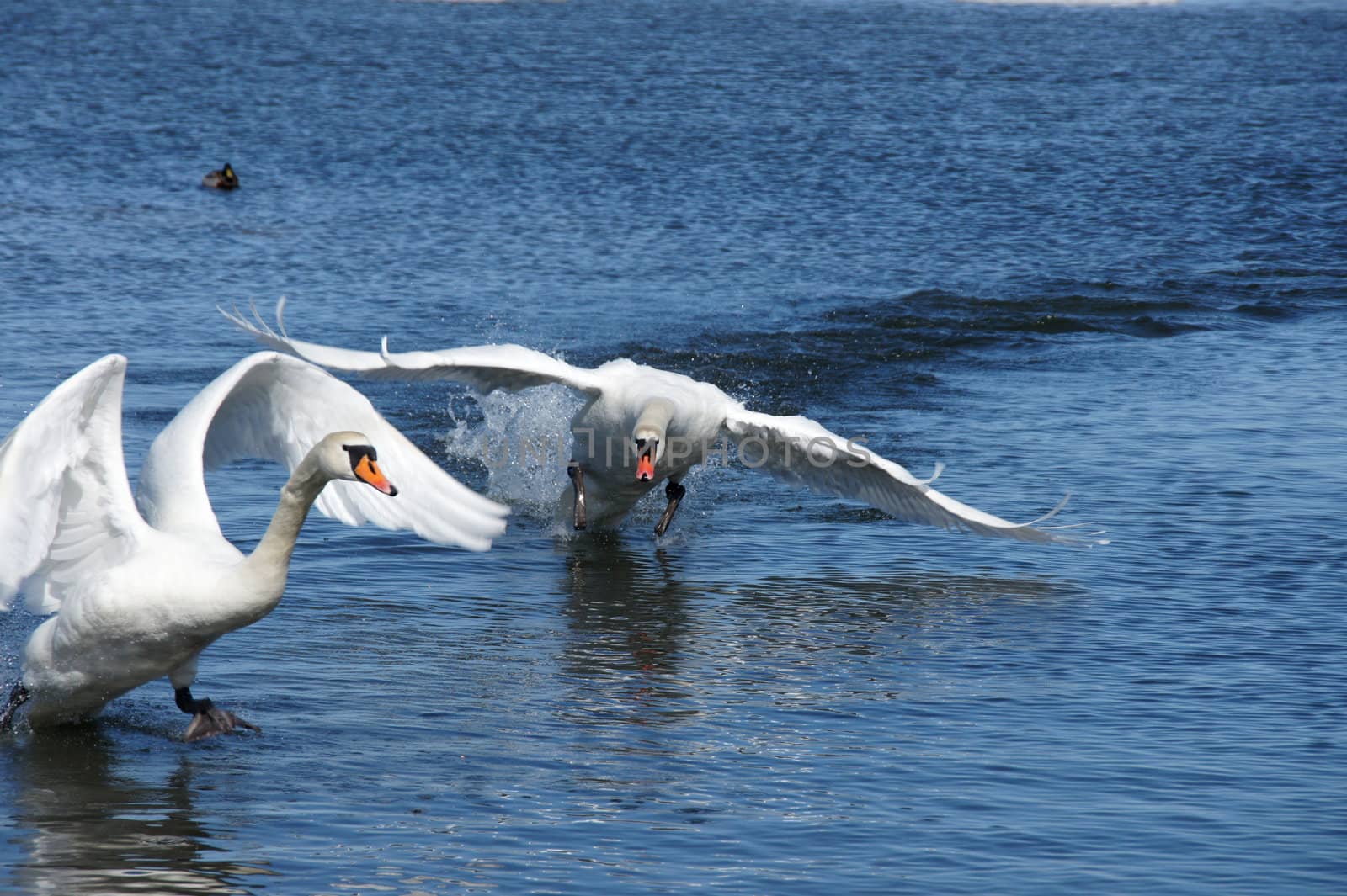 White swans on a background of  the sea