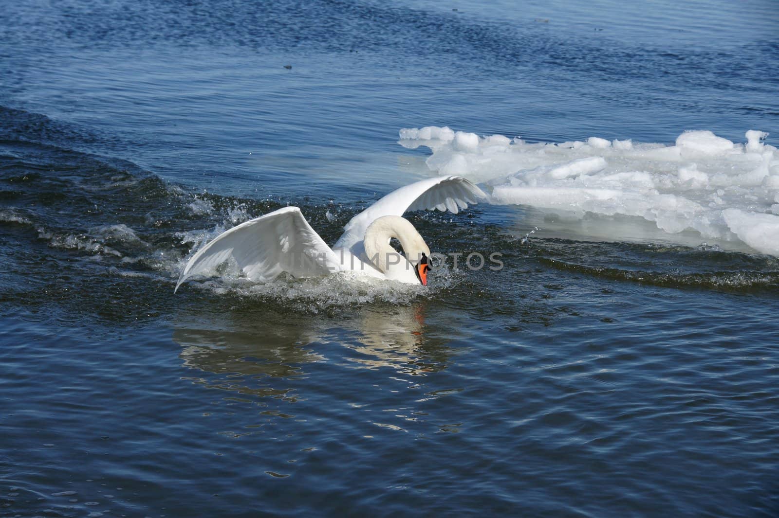 White swan by andrei_kolyvanov