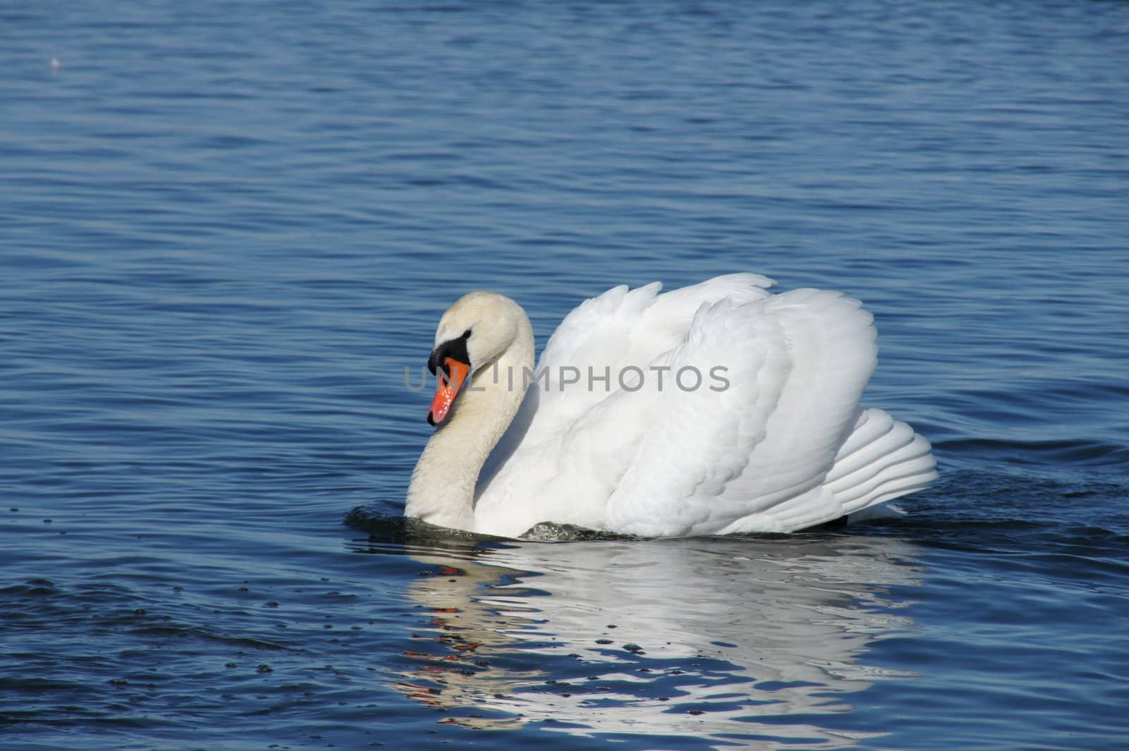 White swan on a background of blue water