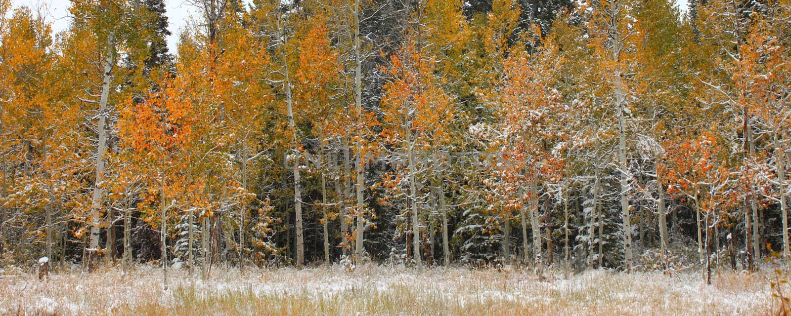 Snowy autumn scenery in the Cache National Forest of Utah.