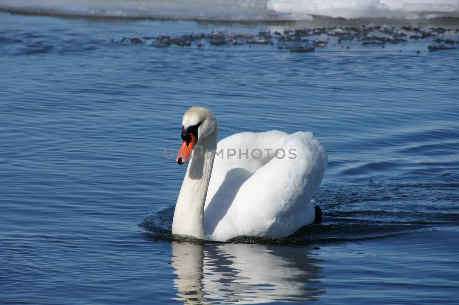 White swan on a background of blue water