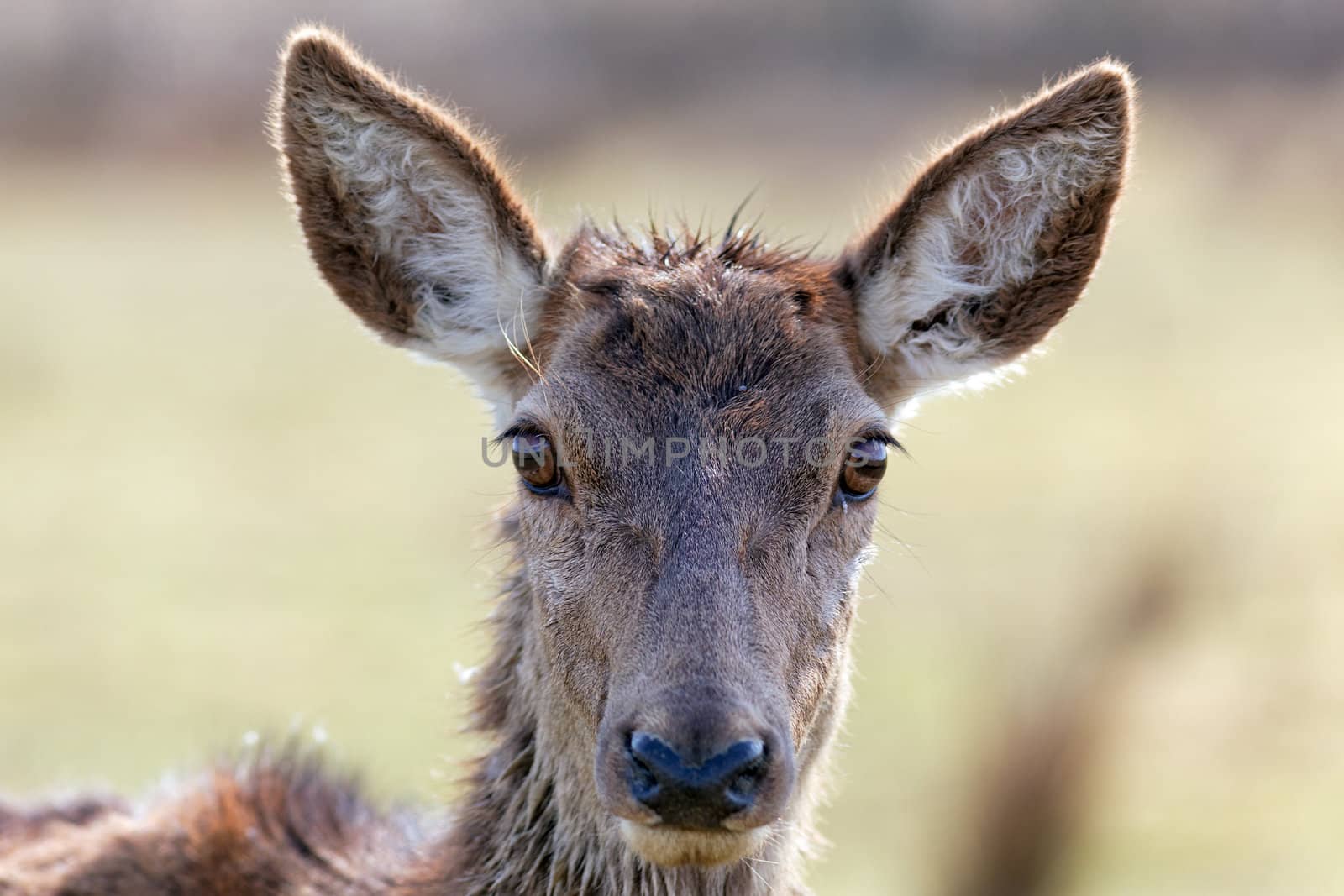 portrait of wild doe in alert