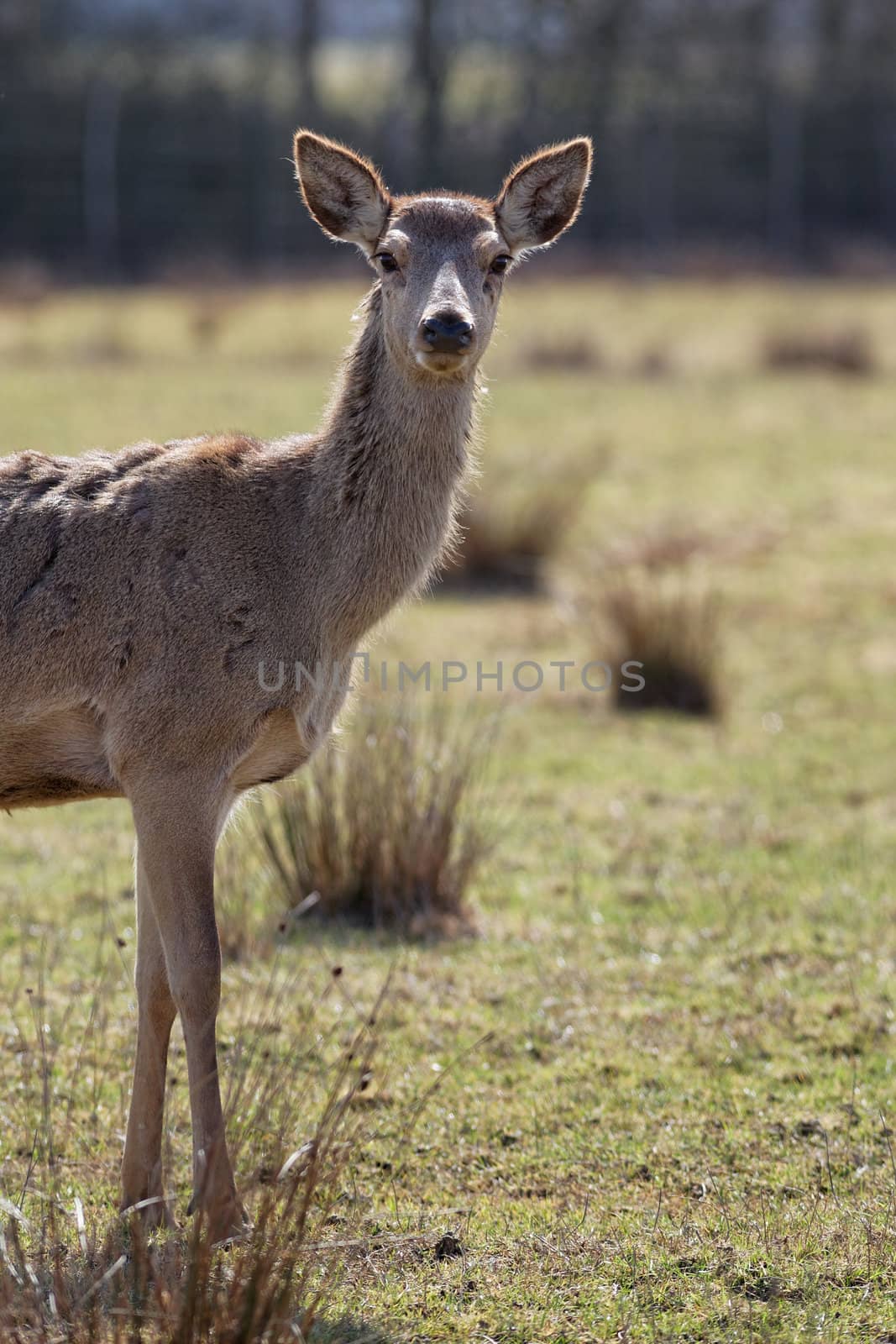 portrait of wild doe in alert in autumn