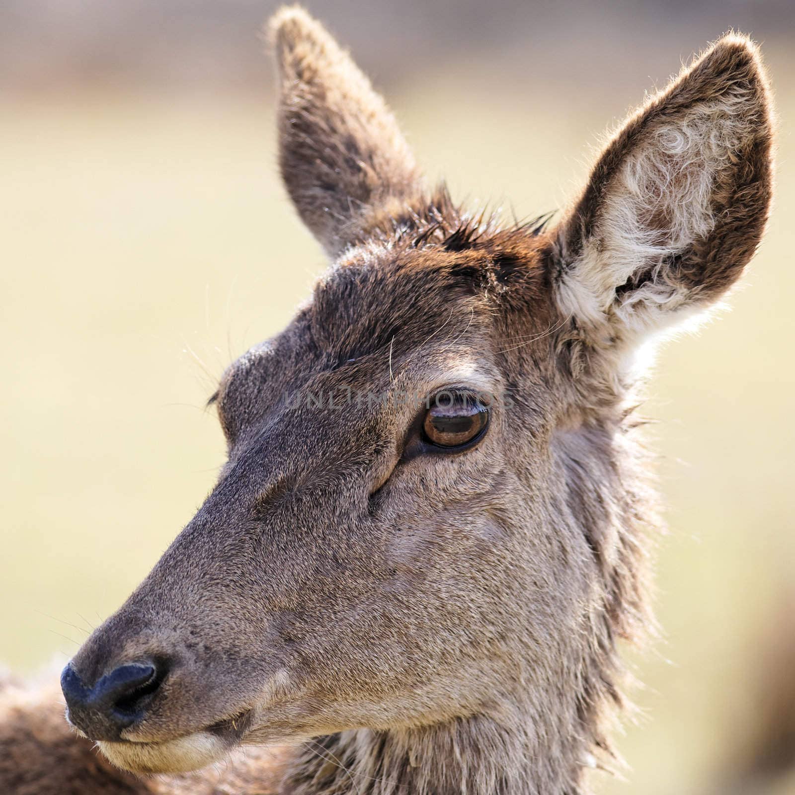 portrait of wild doe in alert in a meadow