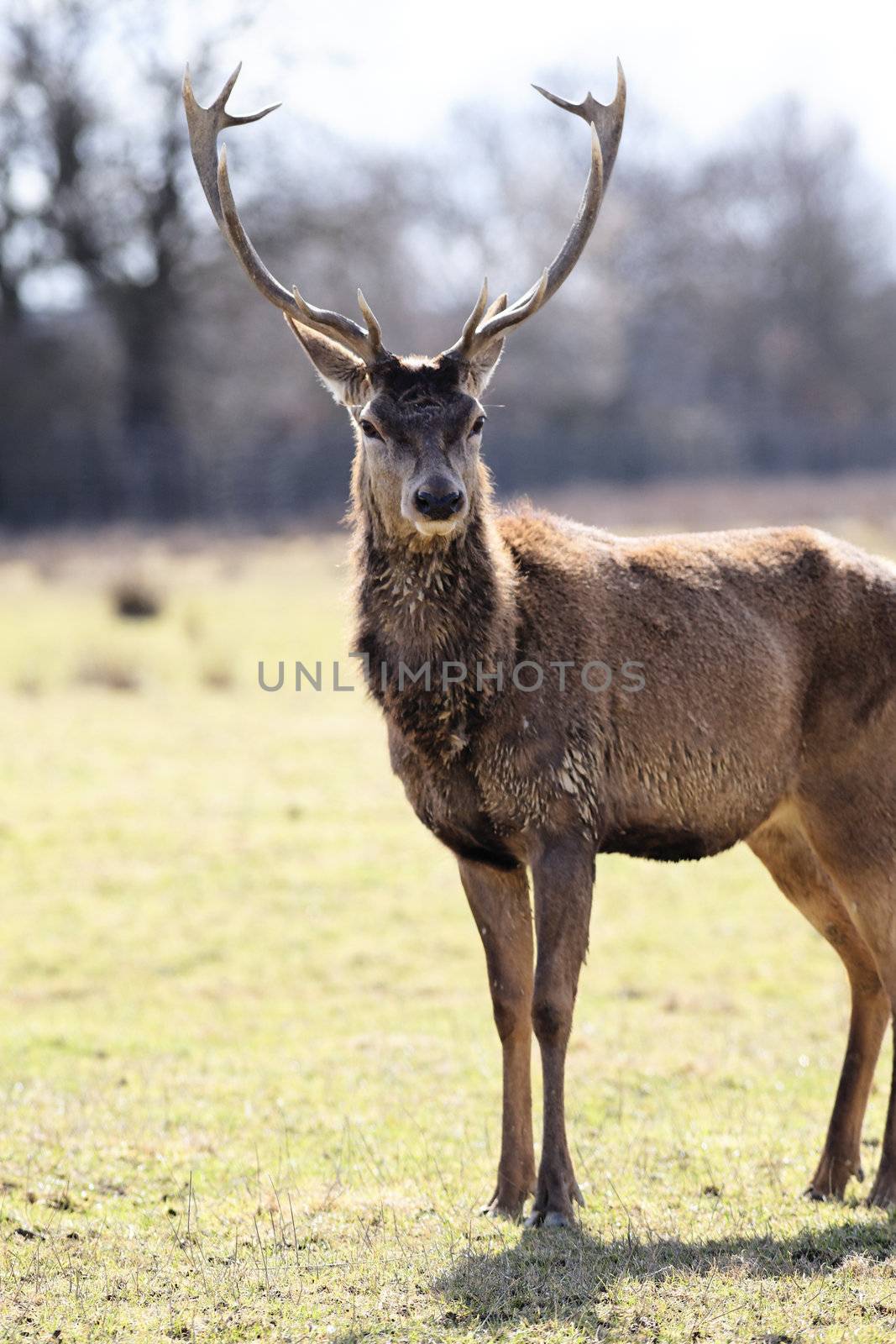 wild deer in alert in a meadow in autumn