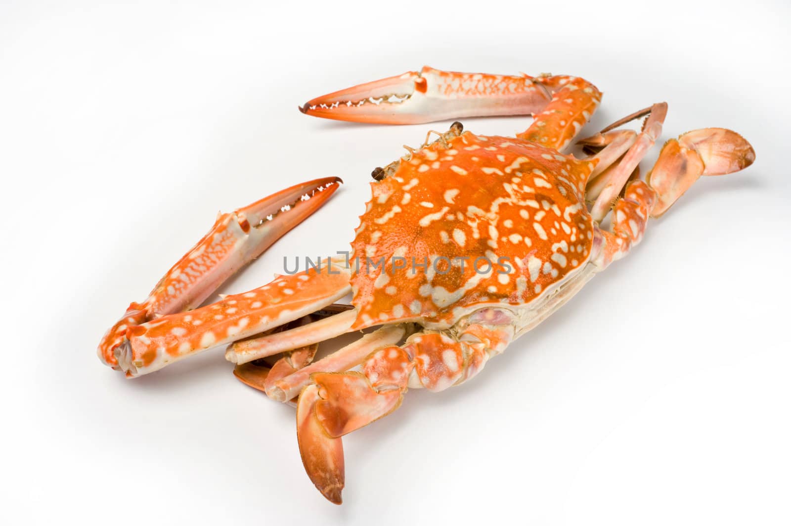 Boiled crab isolated by pixbox77