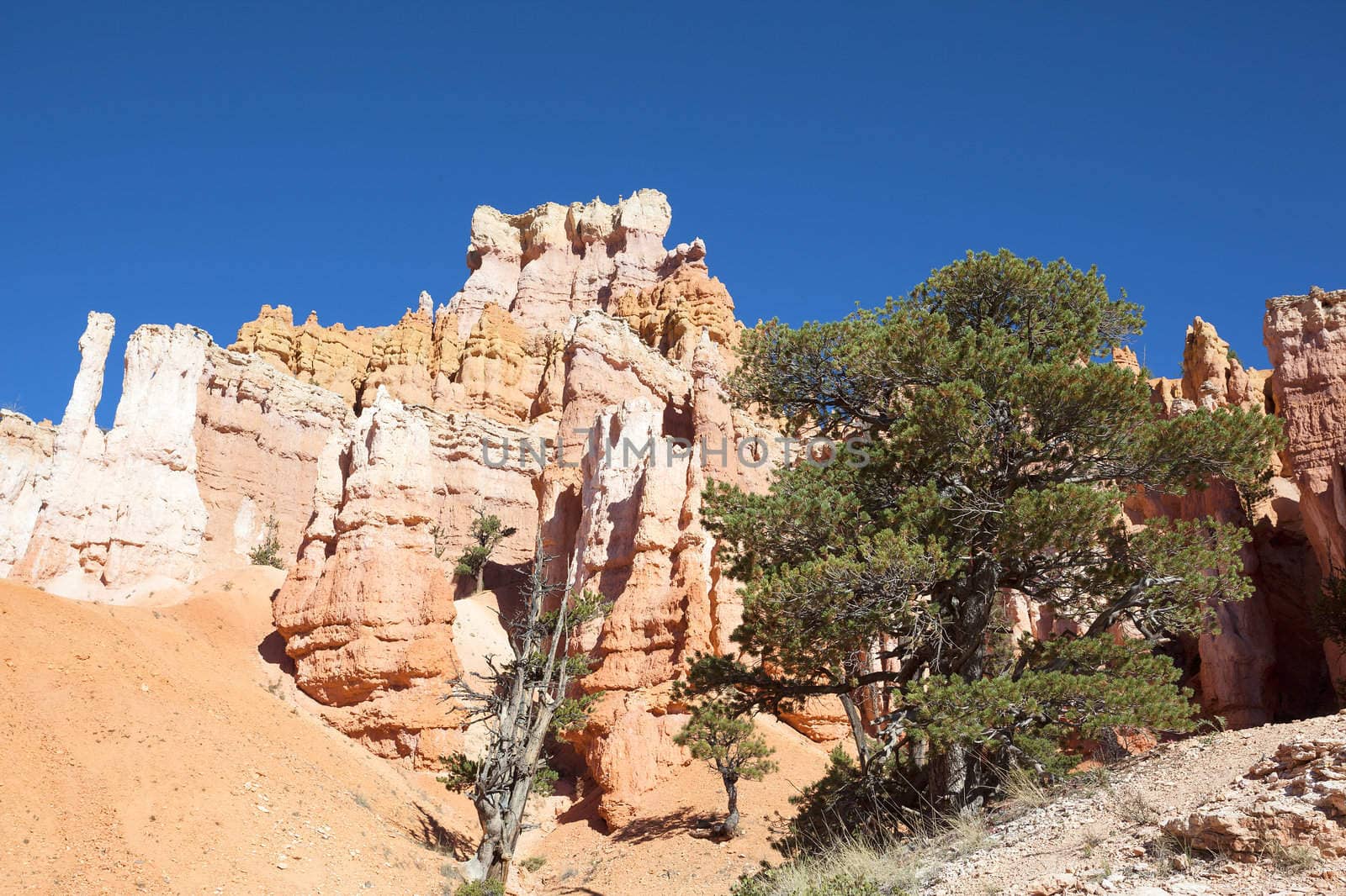 On the famous Navajo Trail in Bryce Canyon, USA