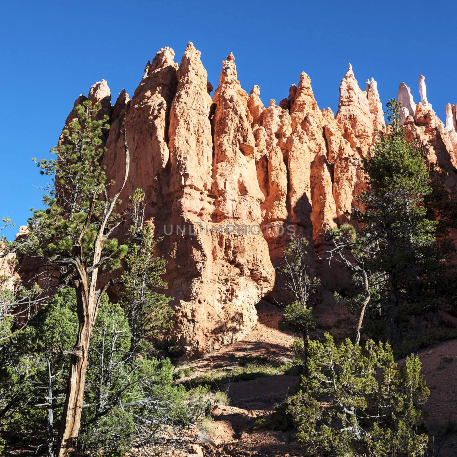 On the famous Navajo Trail in Bryce Canyon, Utah, USA