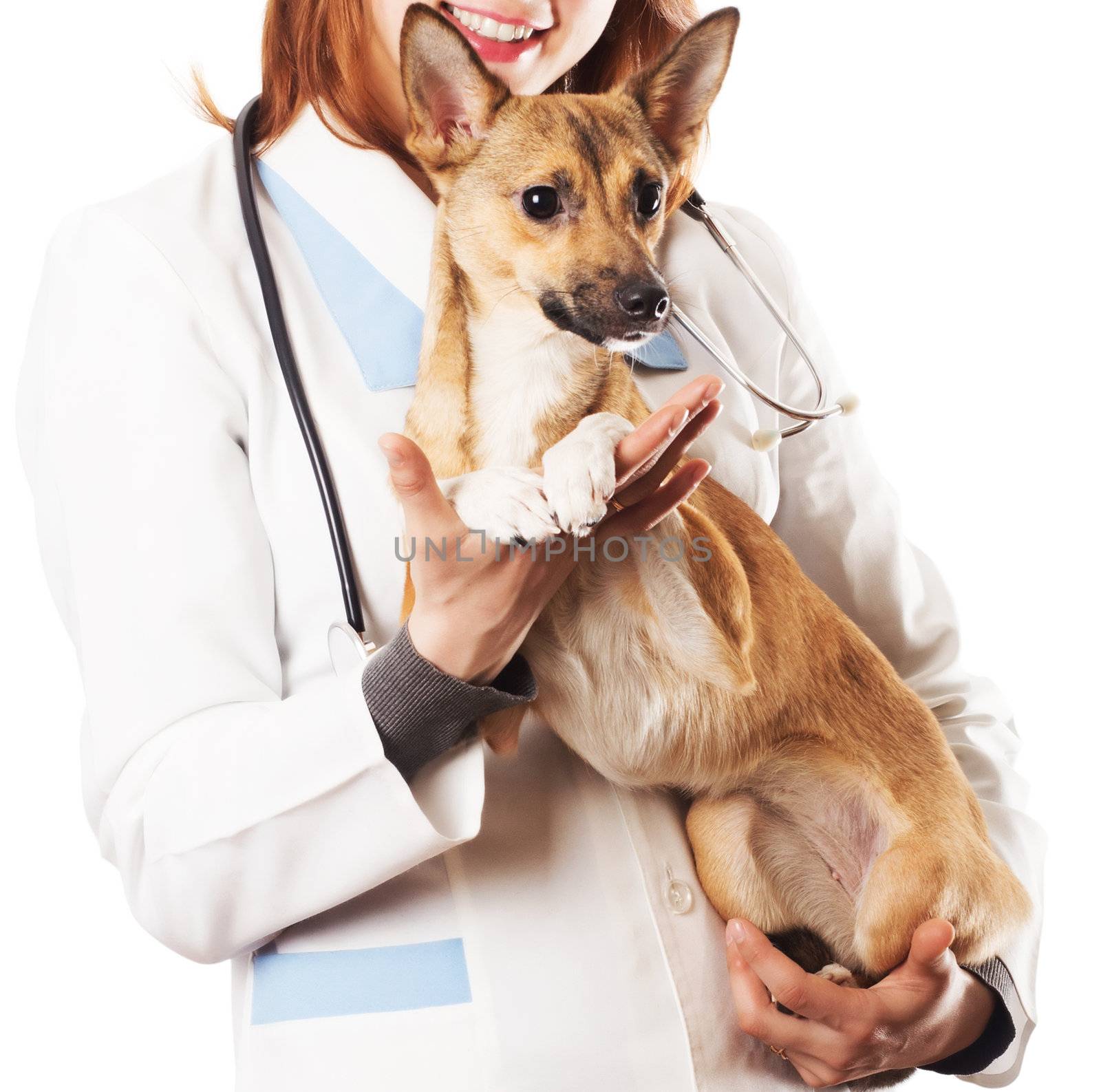 veterinarian with a dog  by gurin_oleksandr