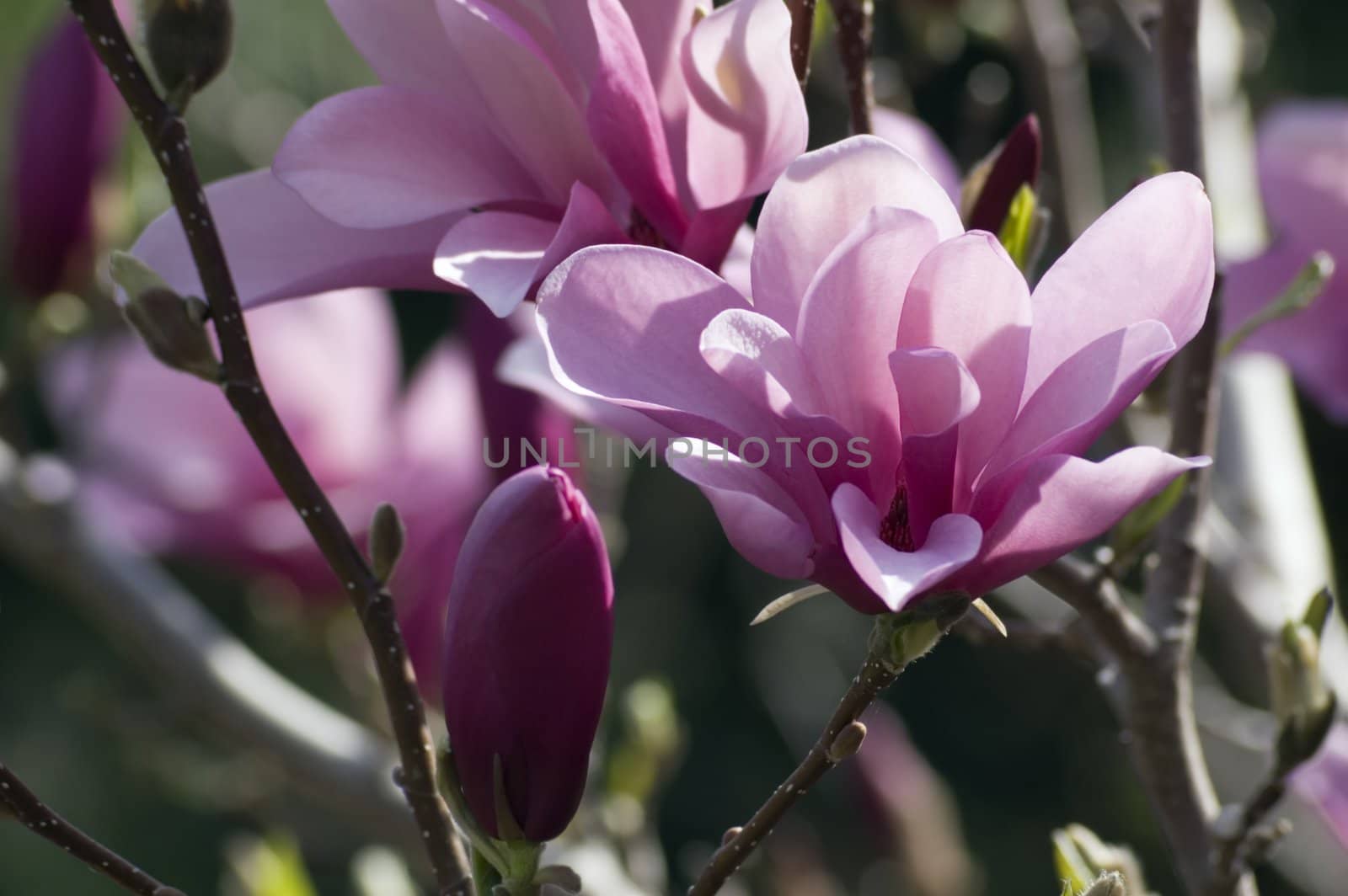 Magnolia flowers at sunset