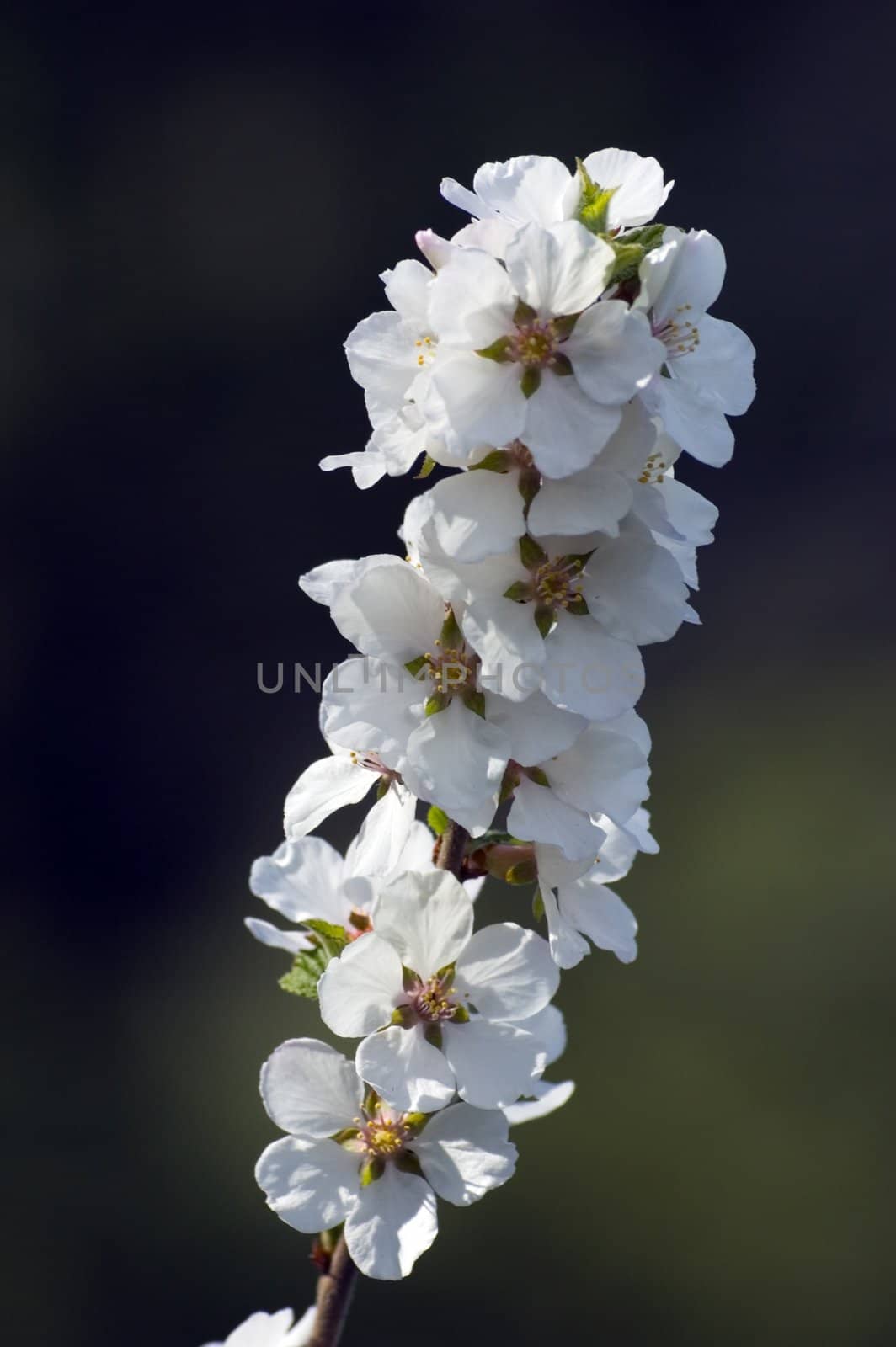 Closeup of crabapple blossoms on dark background