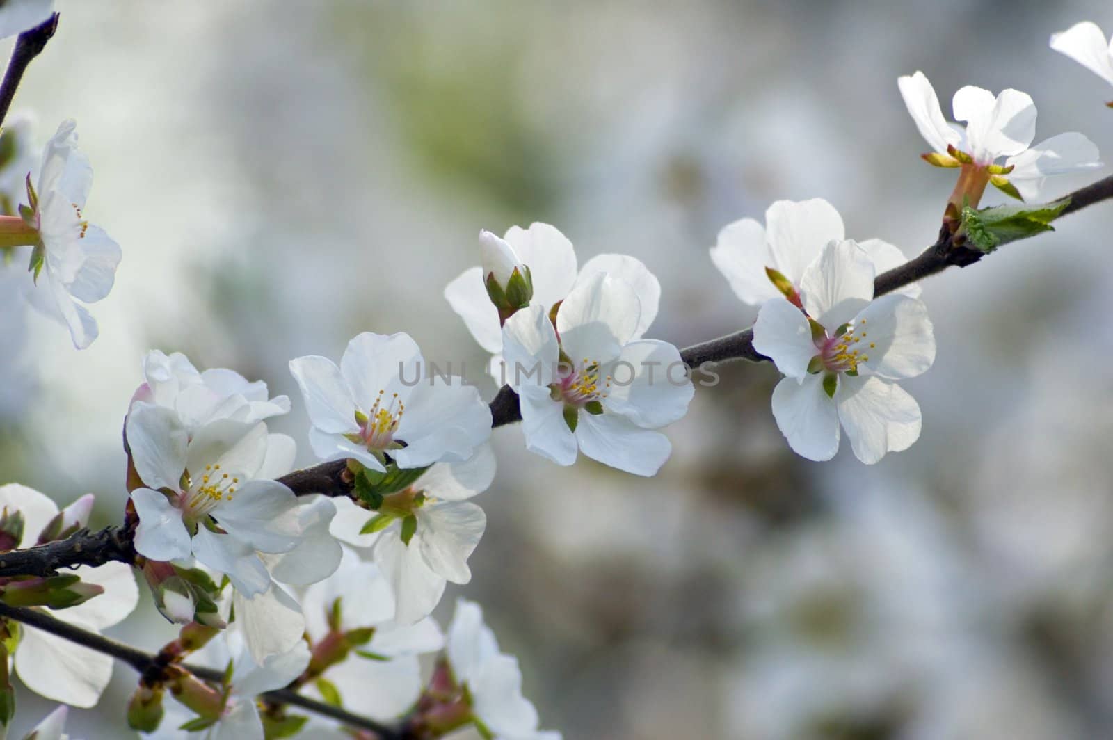 Closeup of crabapple blossoms on light background