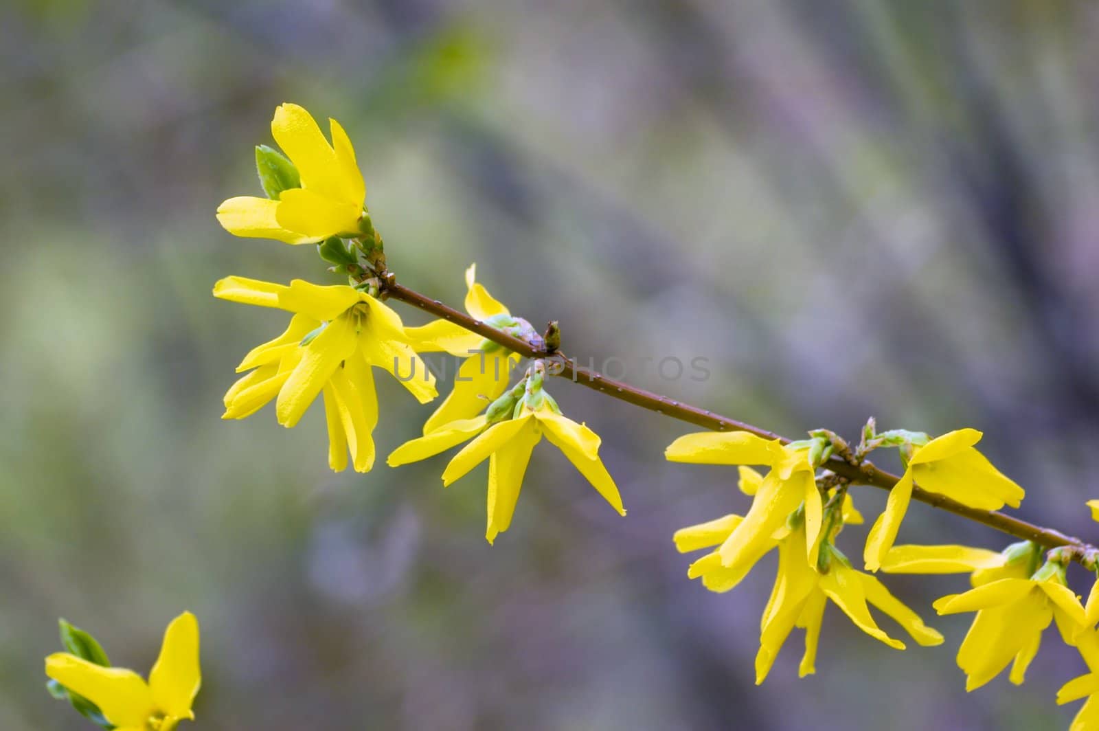 Yellow flovers on forsythia branches on blue background