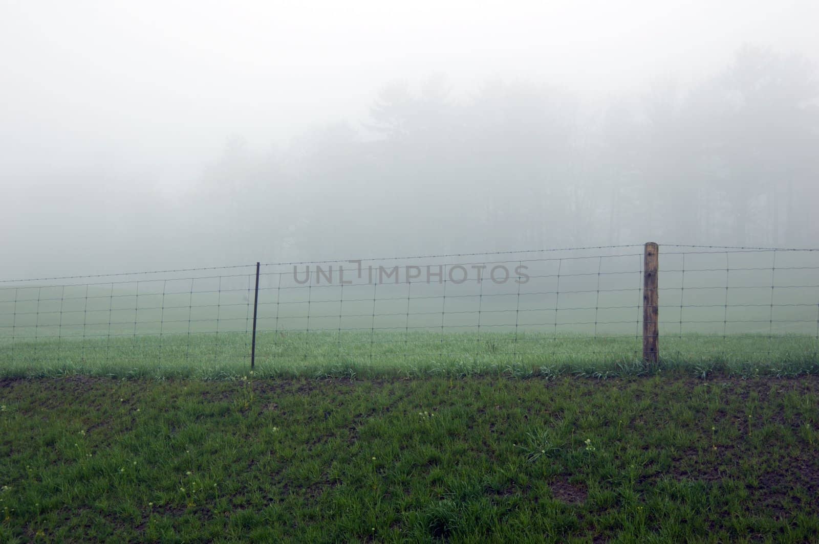 fence posts disappearing into the mist