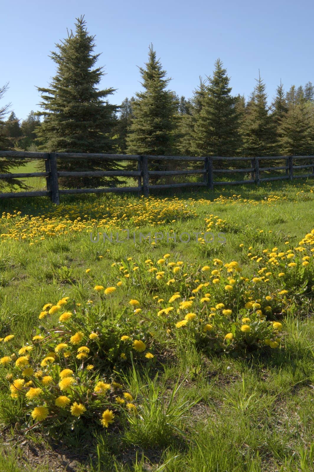 dandelions by PavelS