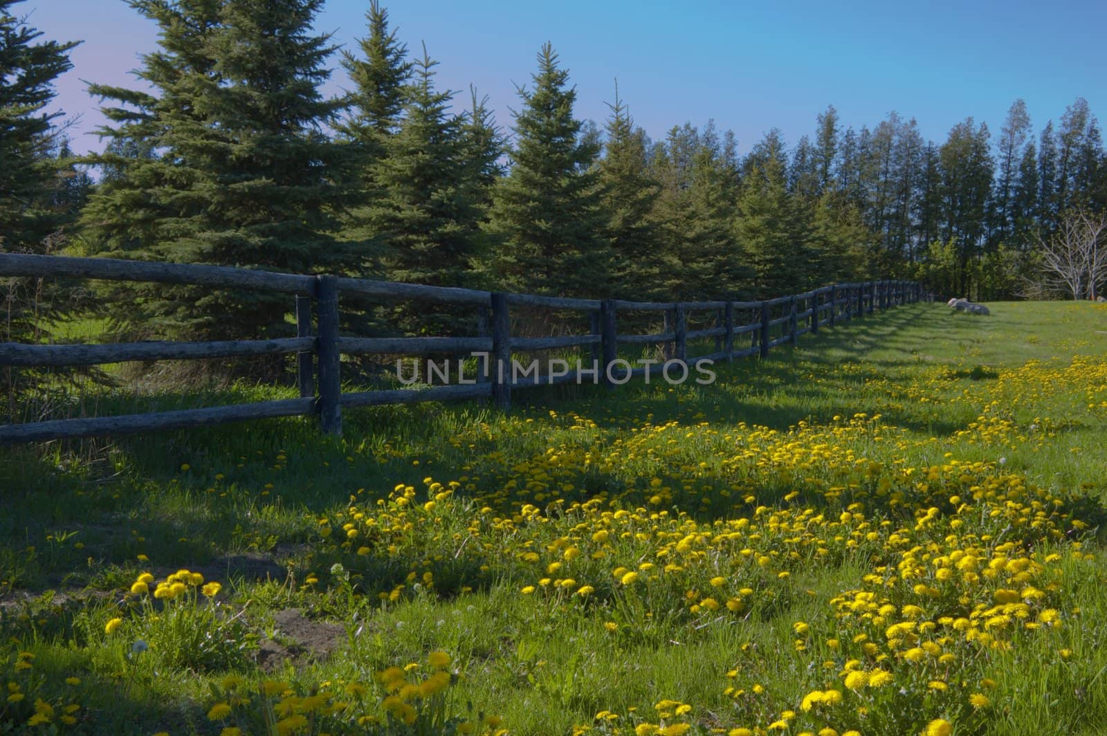 A lot of dandelion flowers in a green meadow